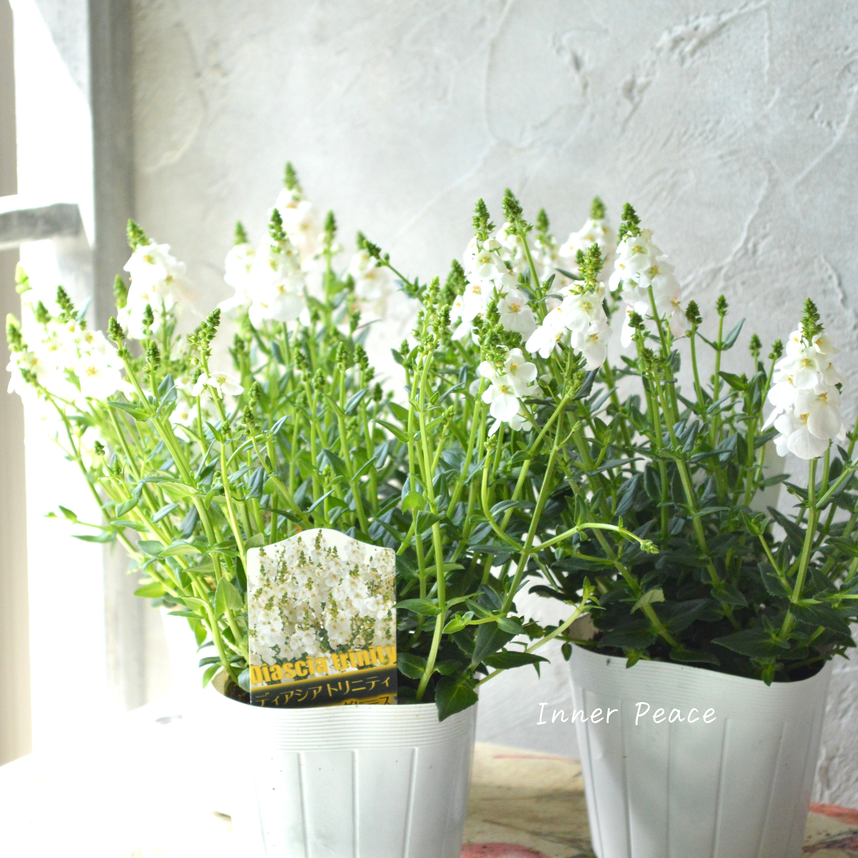 【かわいい】 ディアスシア 『トリニティ・グレース』 3.5寸POT