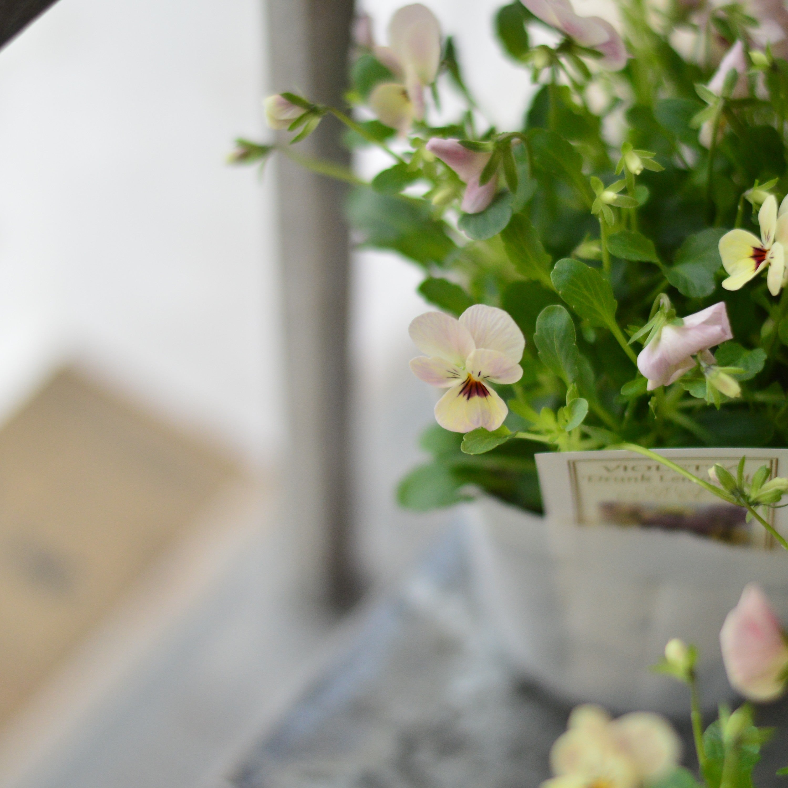 【かわいい】 小輪ビオラ ビオレッタ 『ドランクレモネード』 3.5寸POT