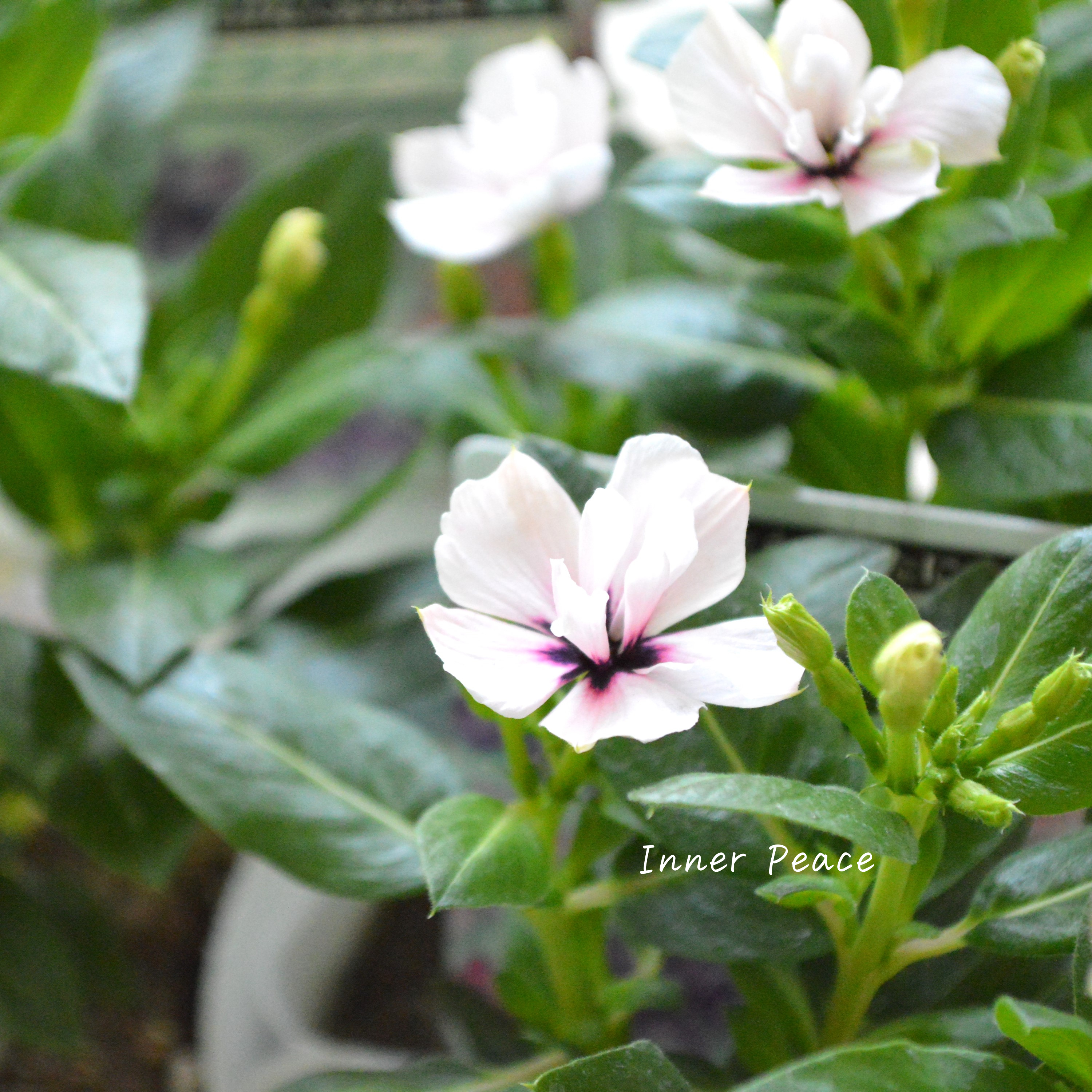 【北島園芸さん】 ニチニチソウ(八重咲き) 『ミラシリーズ・モネ』 3.5寸POT