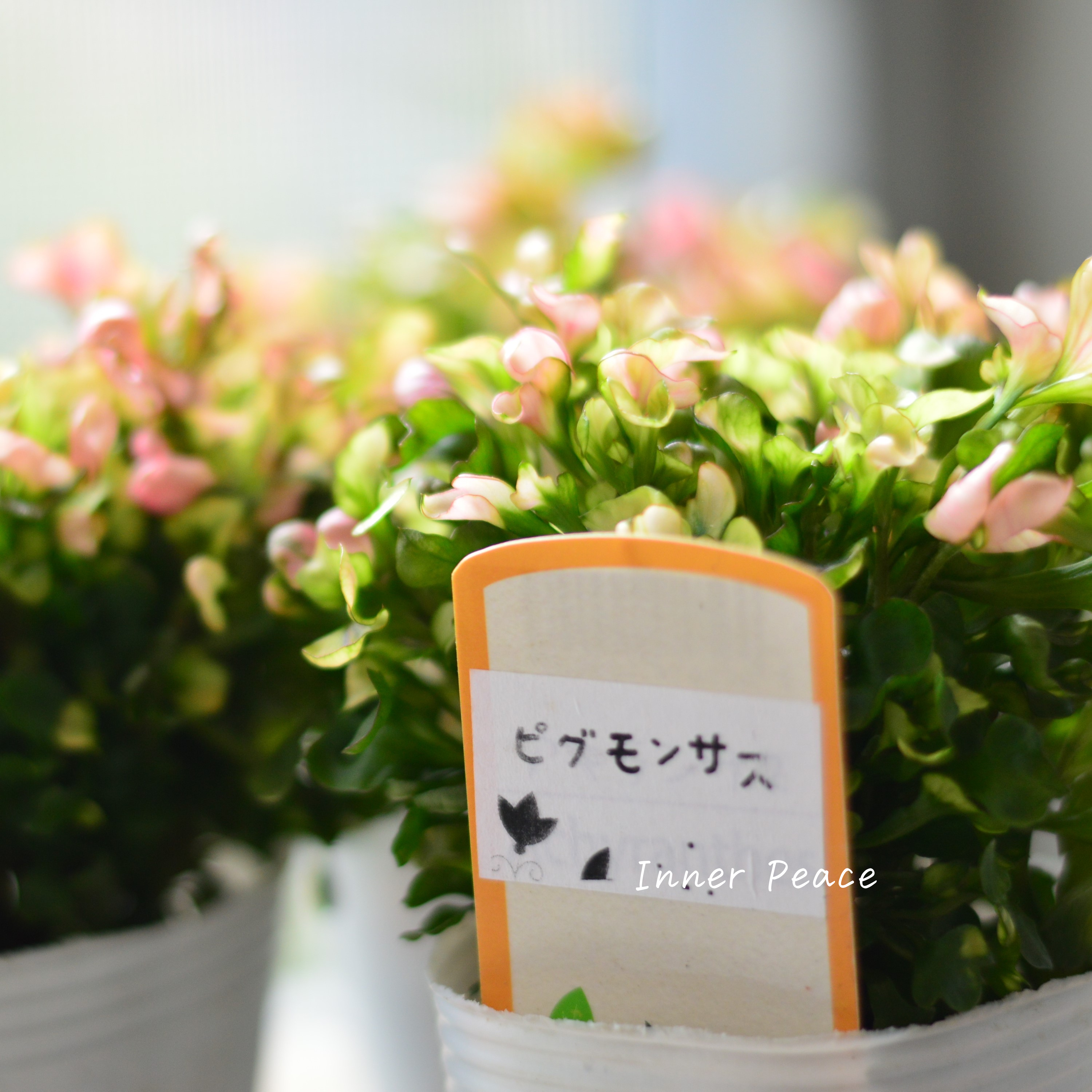 【秋色】アルテルナンテラ『ピグモンサス』 2.5寸POT