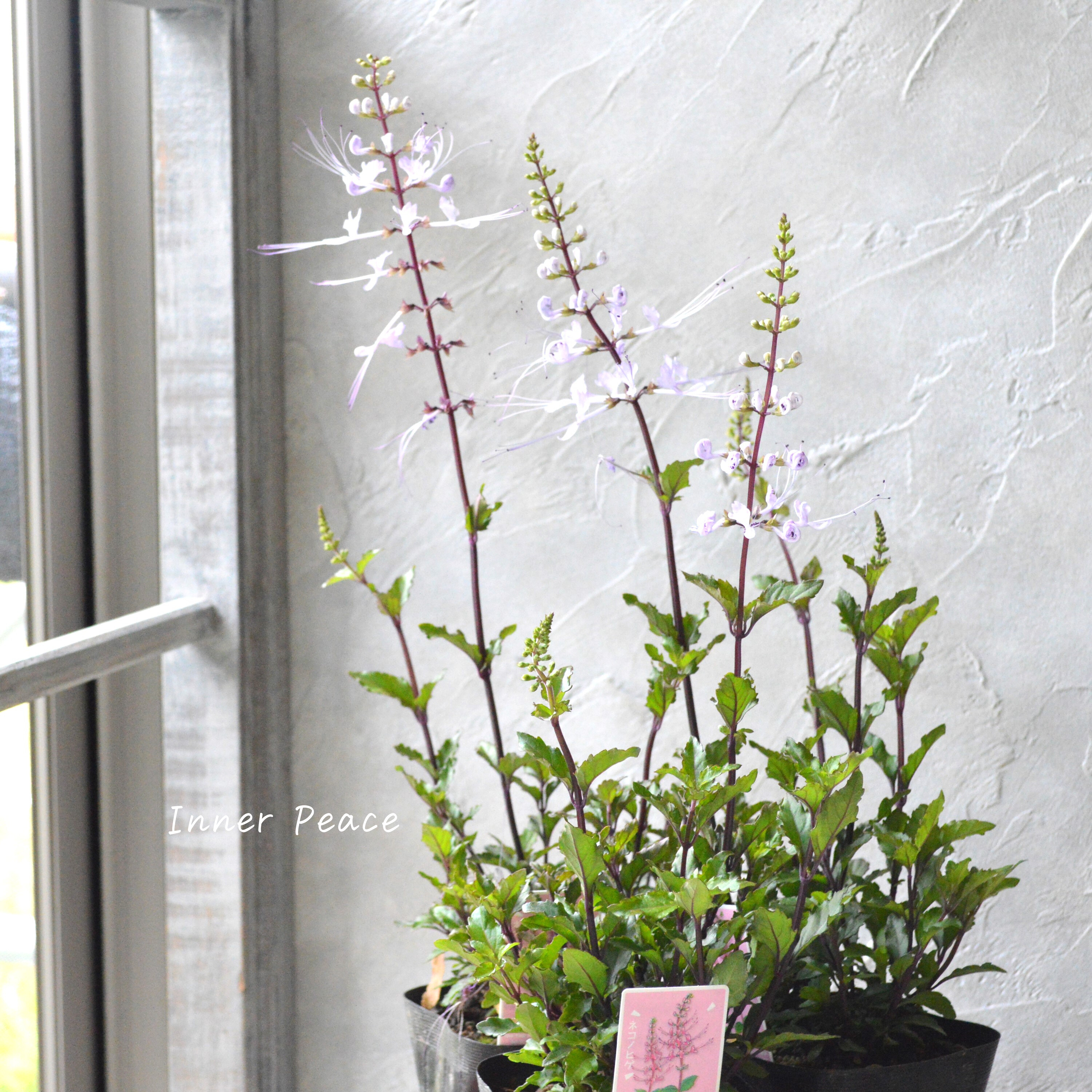 【暑さに強い】 ねこのひげ ピンク 3寸POT