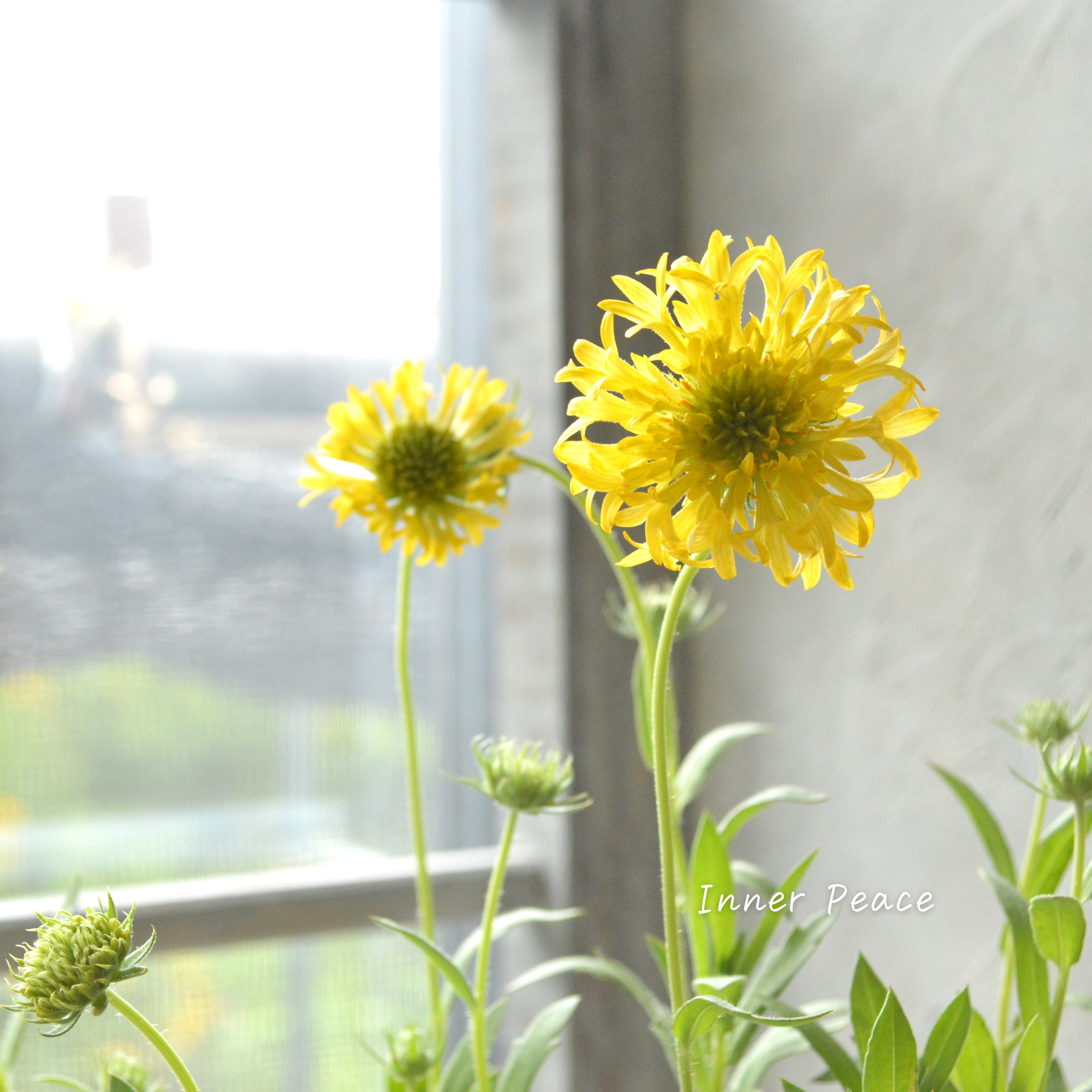 【人気】 ガイラルディア 『フルーティ・ゴールドパイン』 3寸ロングPOT