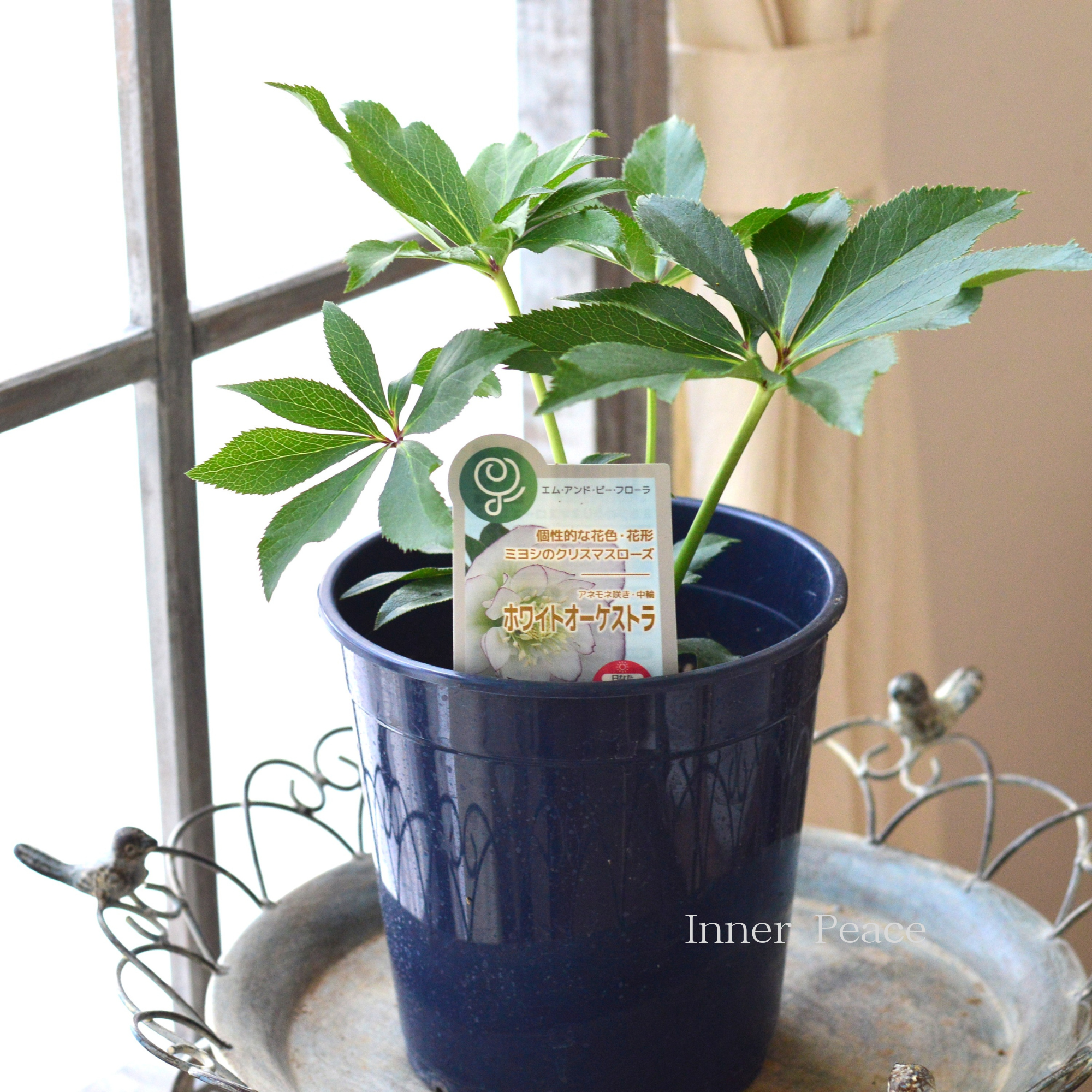 【ミヨシ】 クリスマスローズ 『ホワイトオーケストラ』 6号鉢