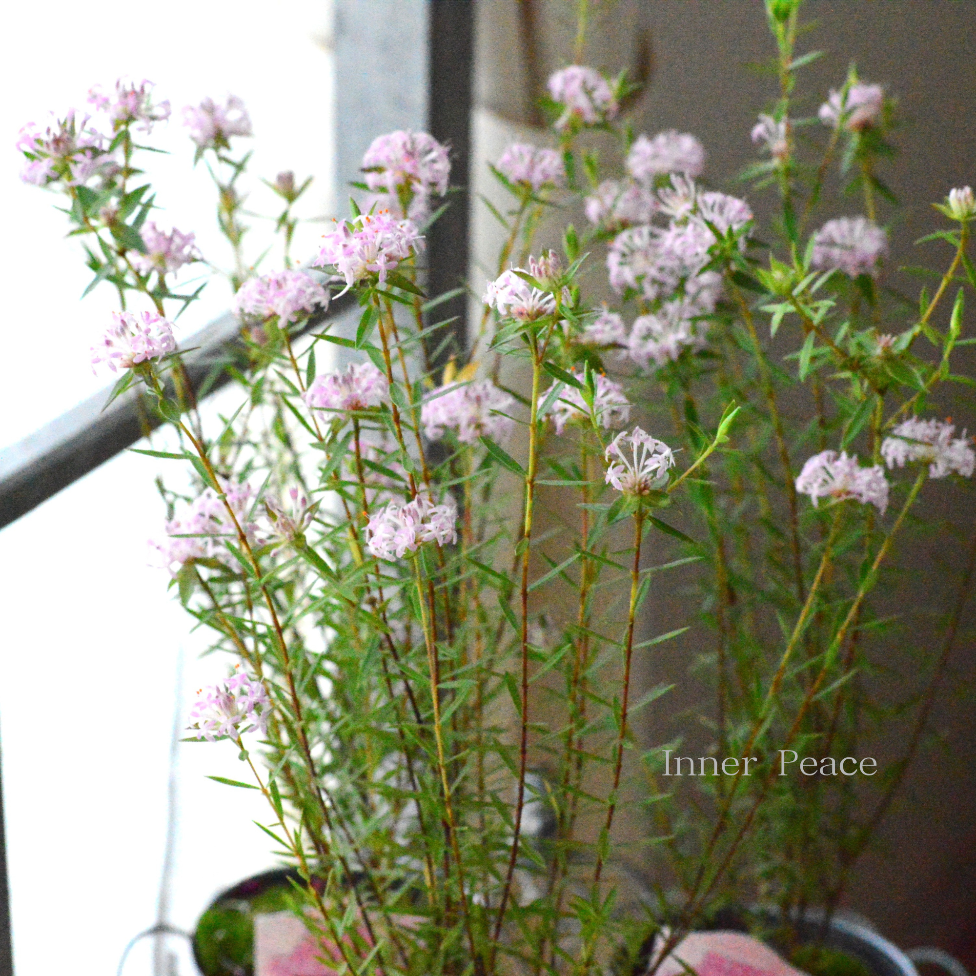 【四季咲き】 ピメレア 『フォーシーズンズ』 3寸ロングPOT