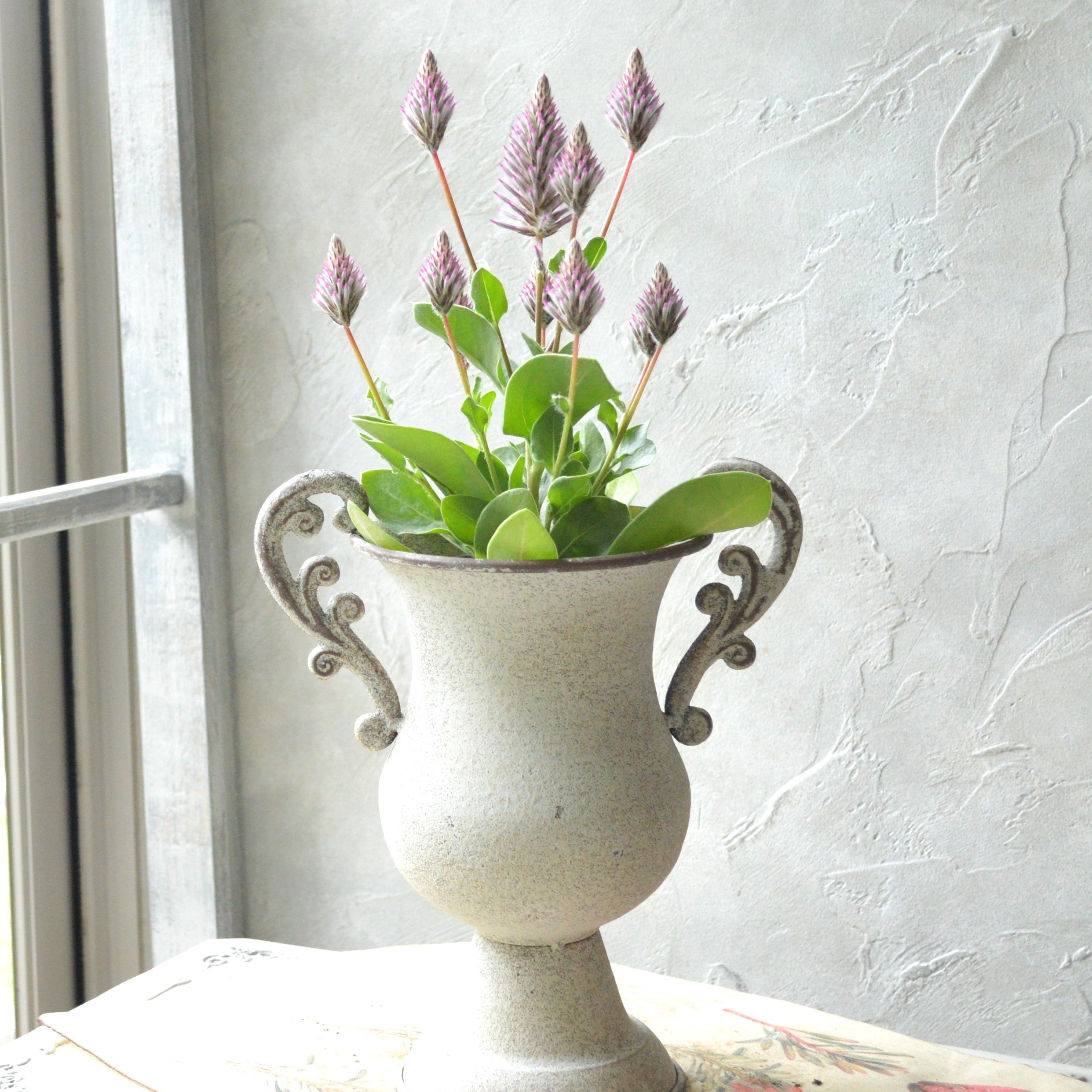 【個性的】 プティロータス 『エクサルタツス・ジョーイ』 3.5寸POT