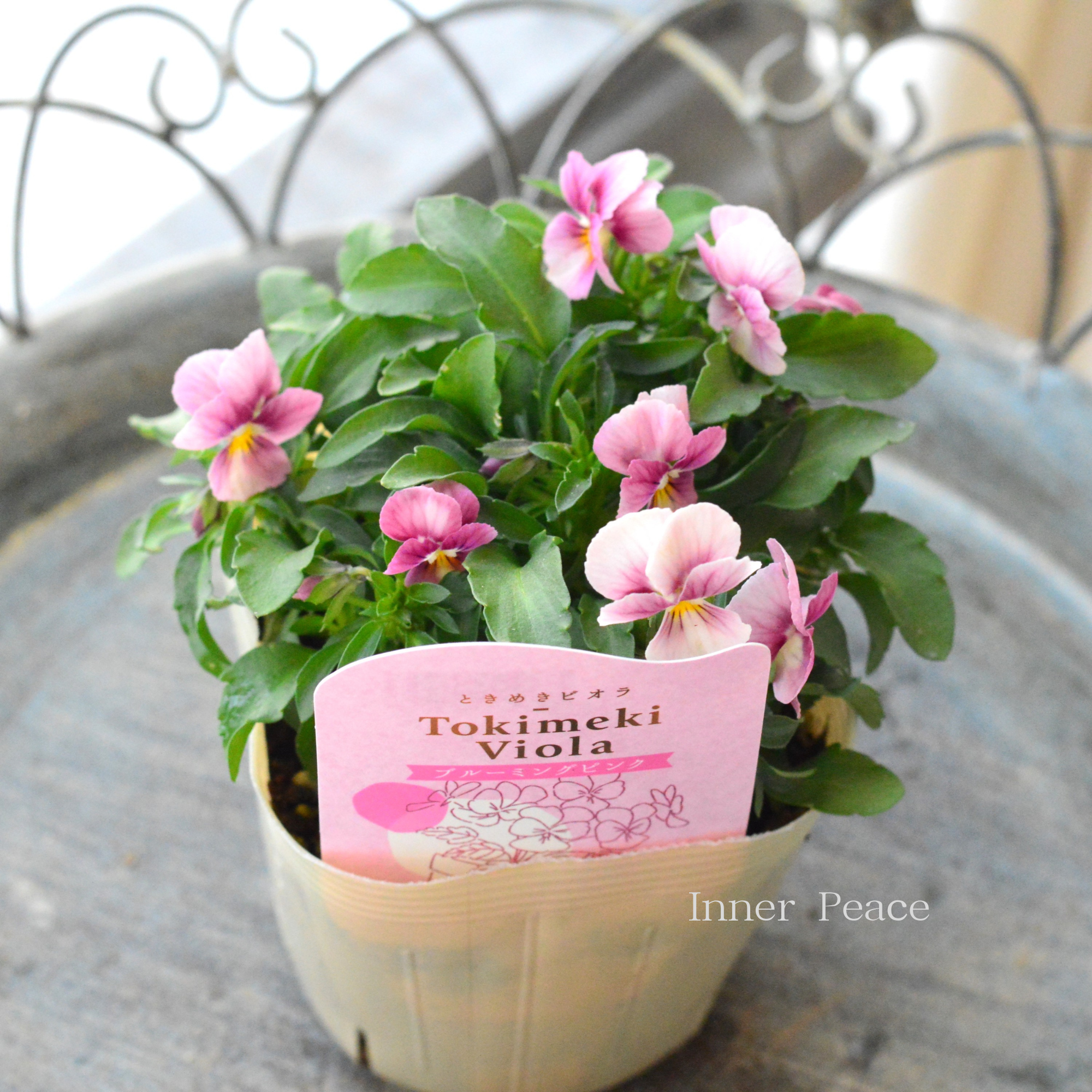 【奥田園芸さん】 ときめきビオラ 『ブルーミングピンク』 3.5寸POT