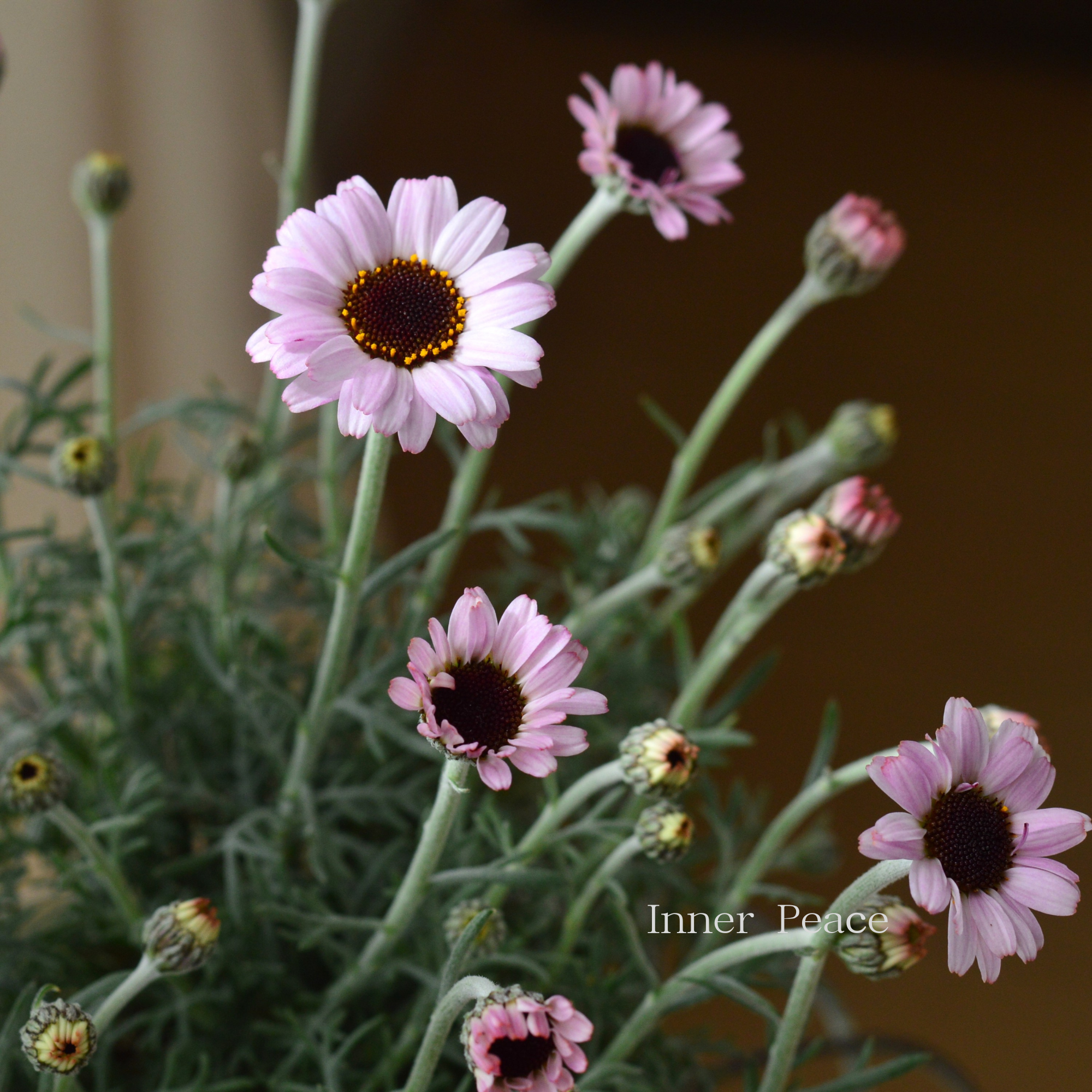 【New】 ローダンセマム 『サクラチーク』 3.5寸POT