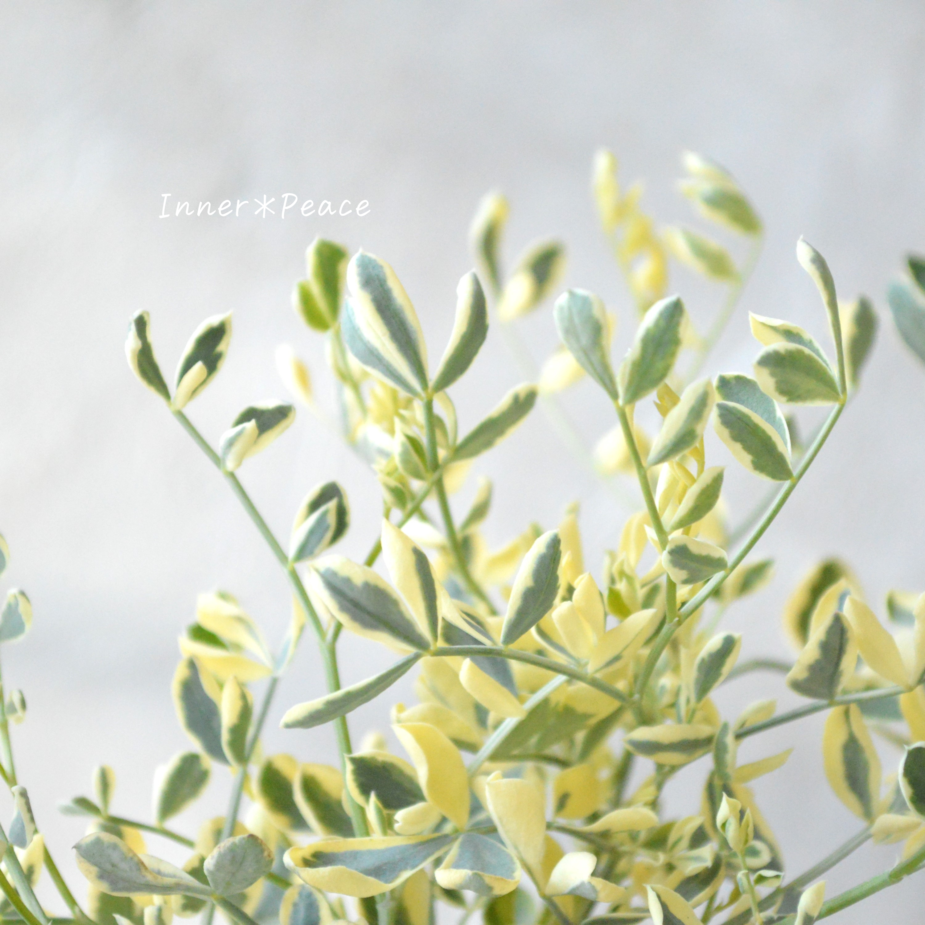 【斑入り】コロニラ・バレンティナ 2.5~3寸POT