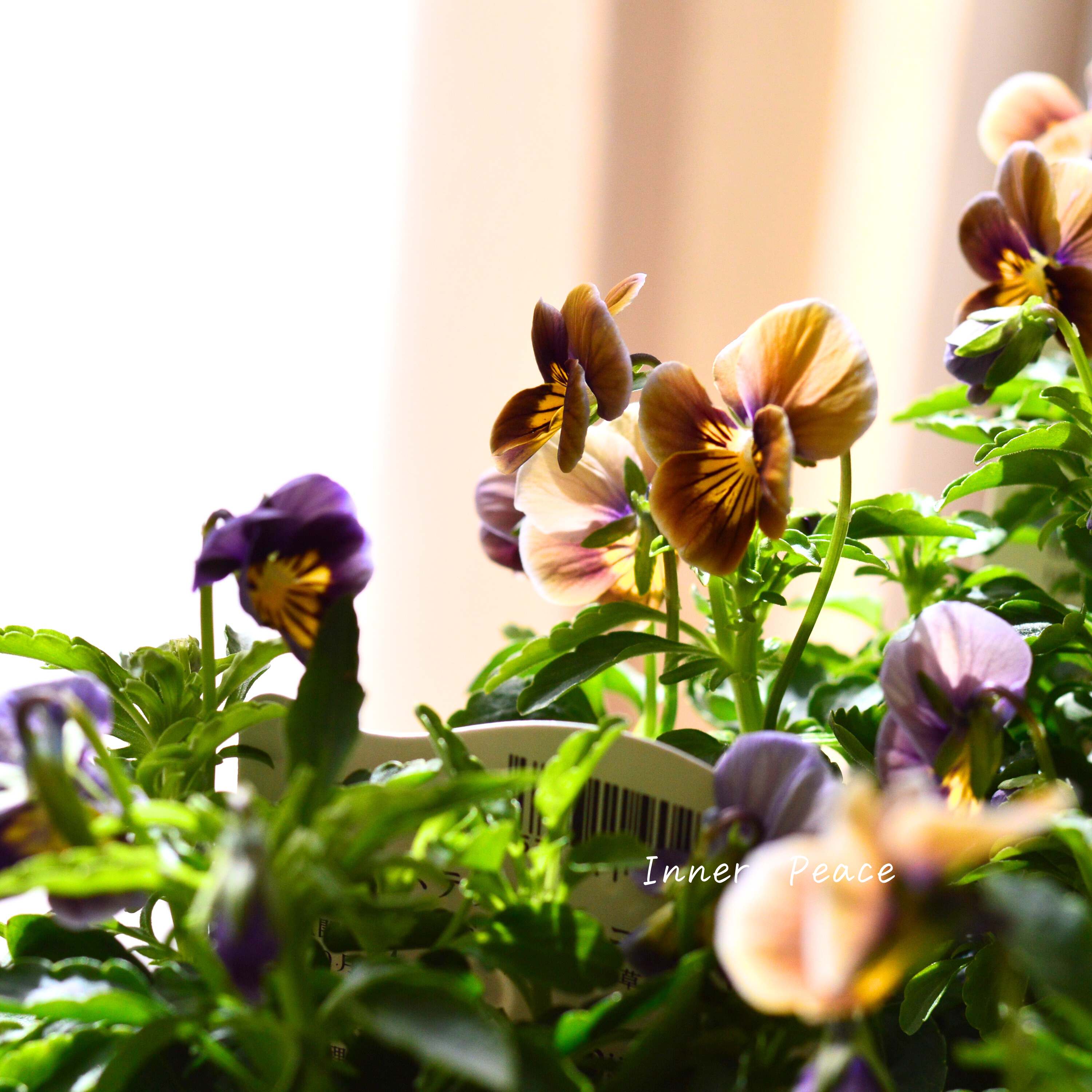 【シック】 ビオラ 『フロステッドチョコレート』 3.5寸POT