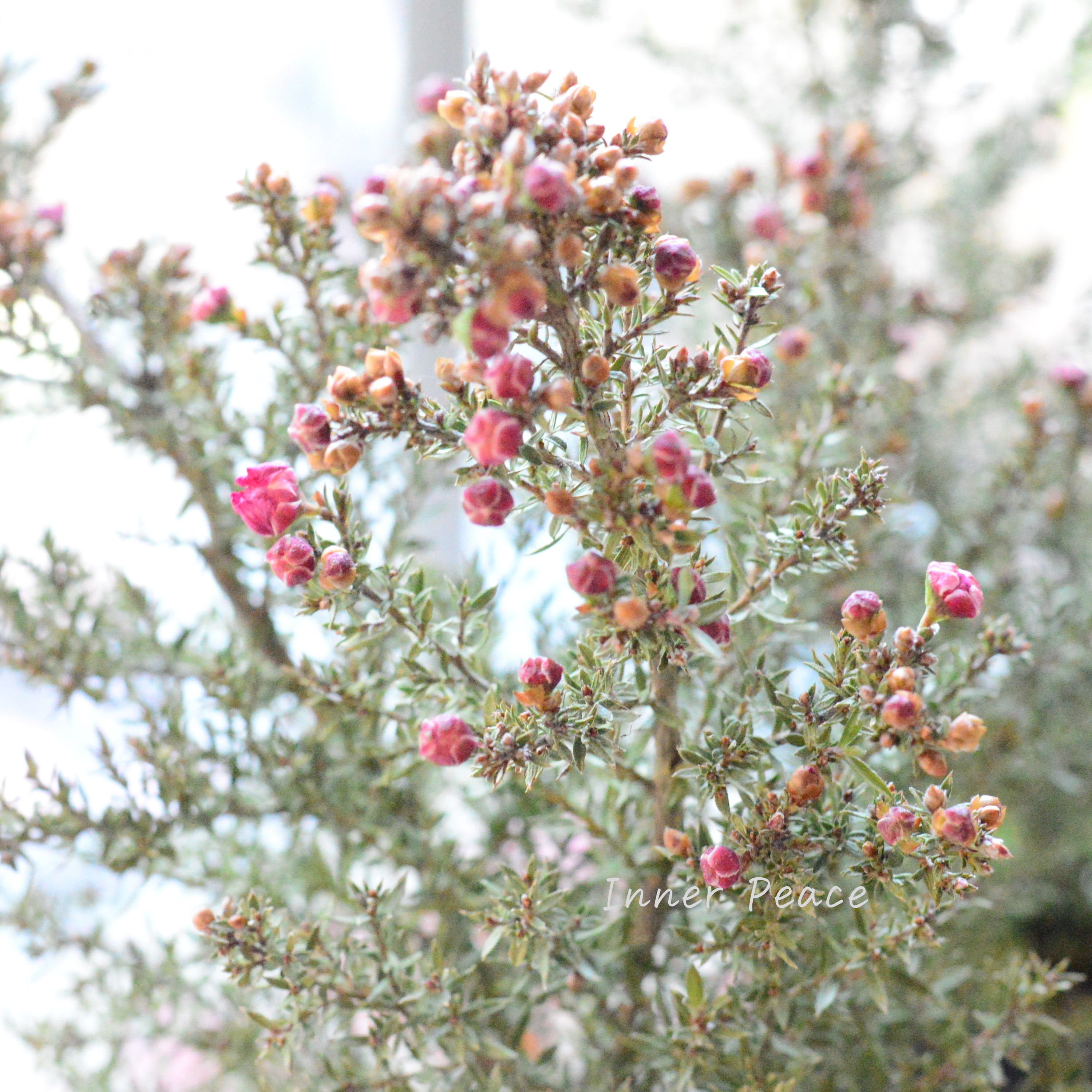 【美しい】 ギョリュウバイ 『濃いピンク』 3寸POT