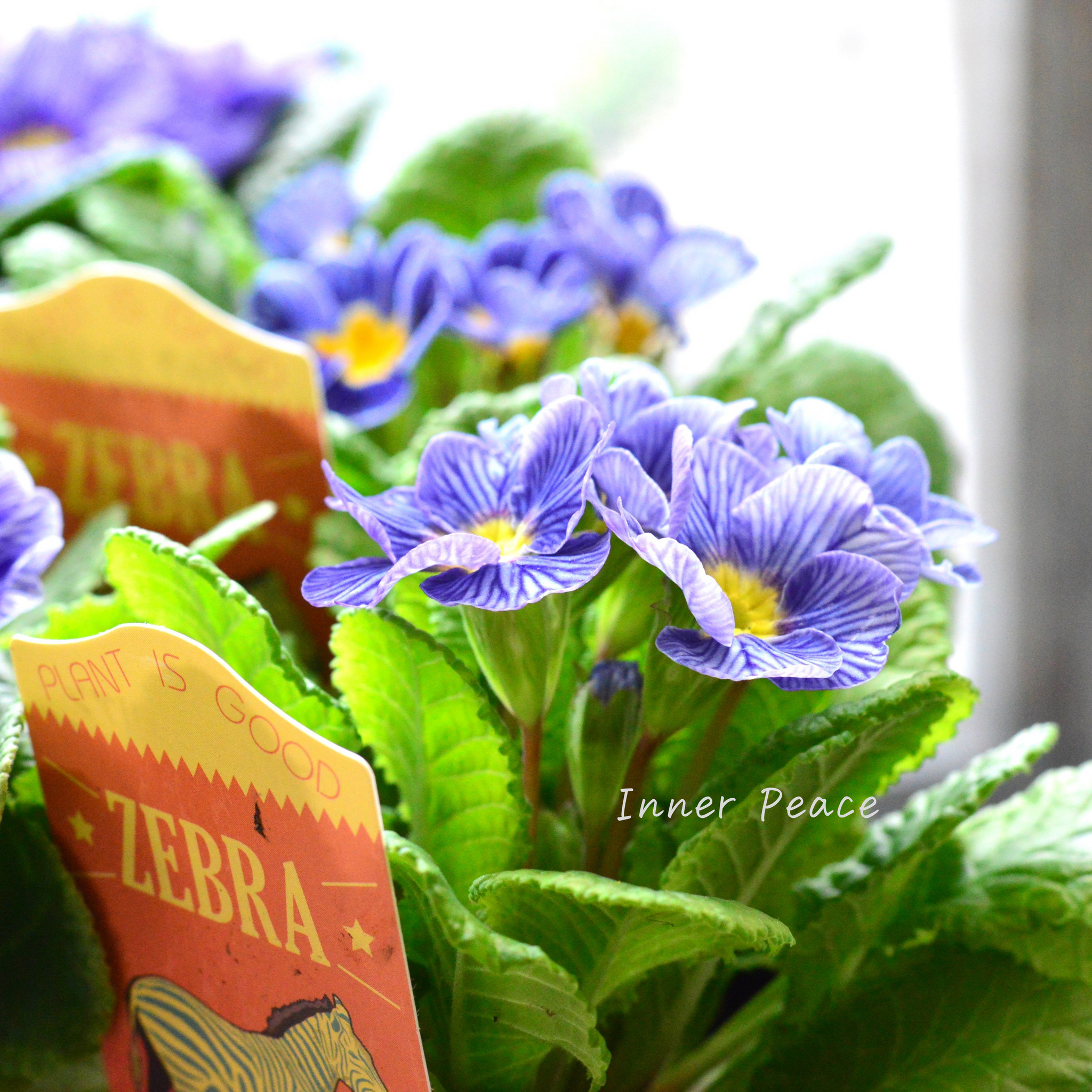 個性的】 プリムラ 『ジュリアン・ゼブラ』 3寸POT