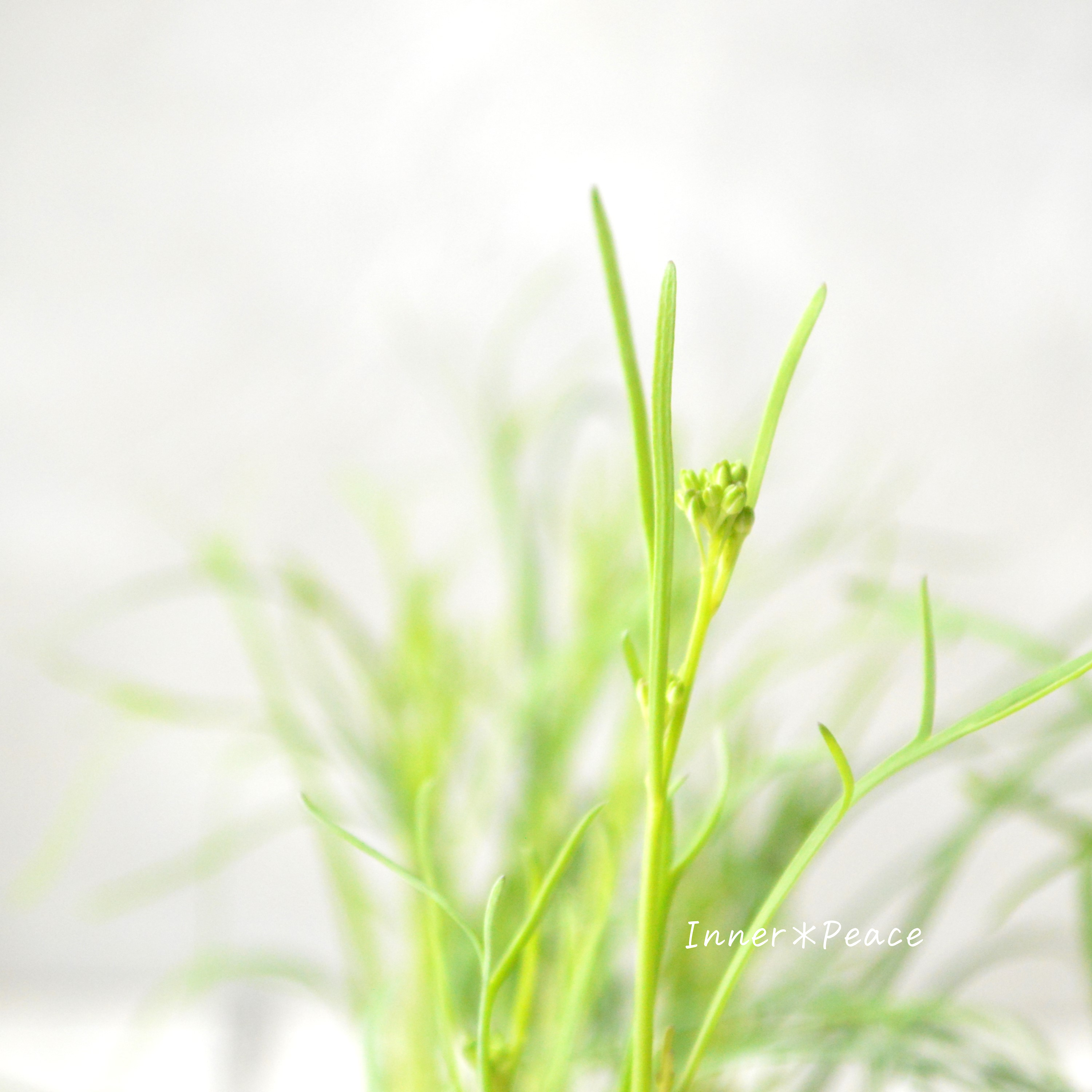 【見元園芸さん】 ヘリオフィラ 『ブルーインパルス』 3寸POT