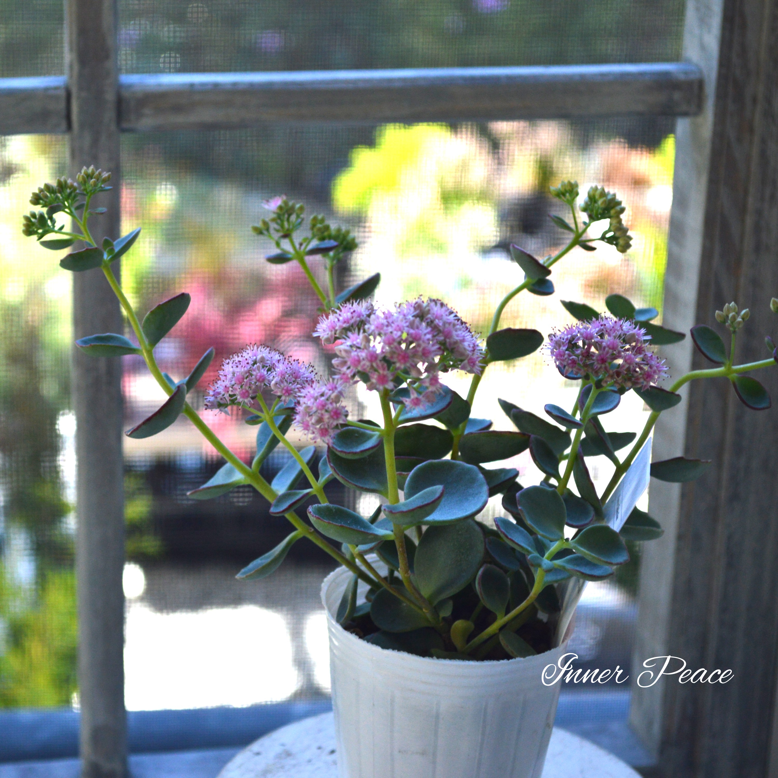 【寒さに強い】越中ミセバヤ 3寸POT