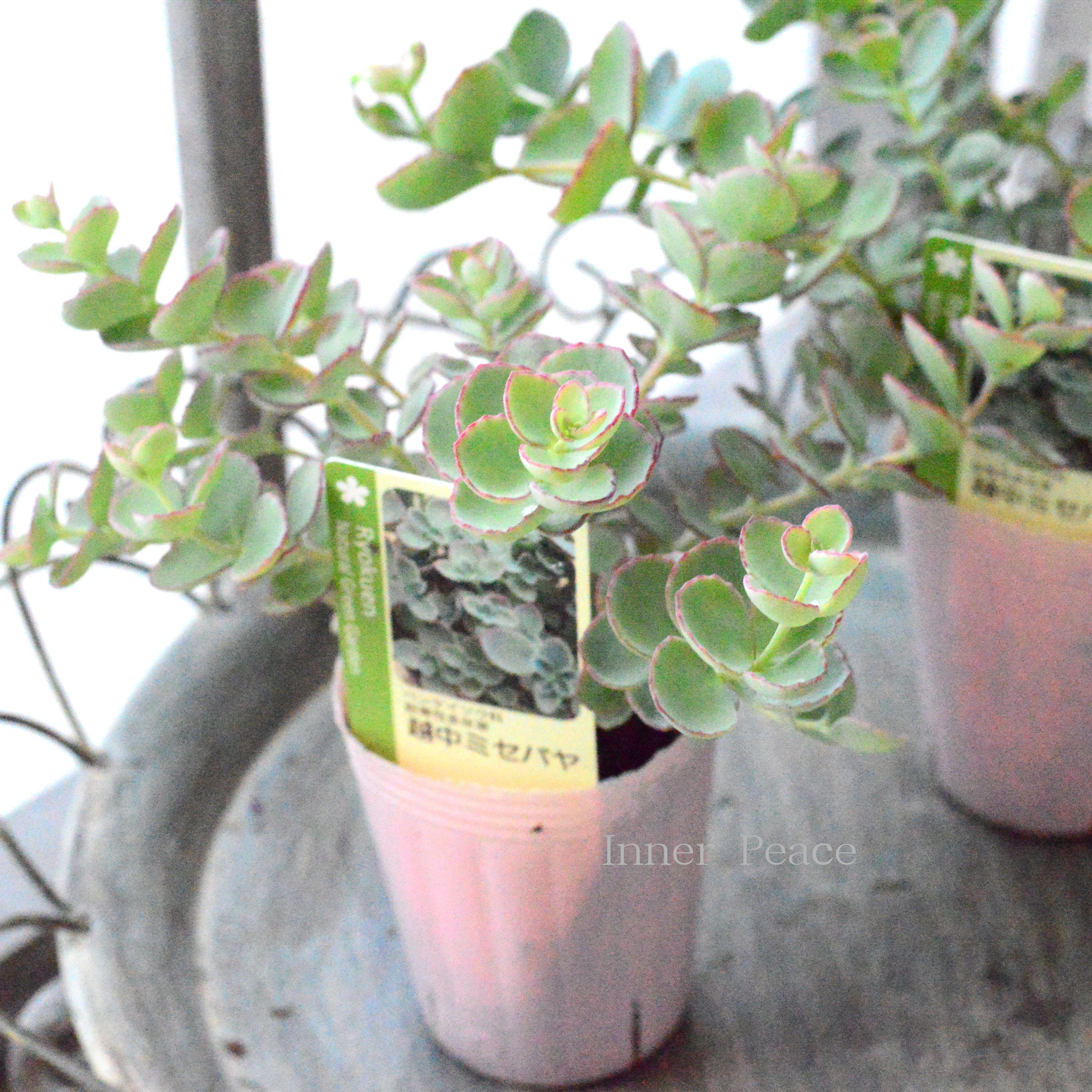 【寒さに強い】越中ミセバヤ 3寸POT