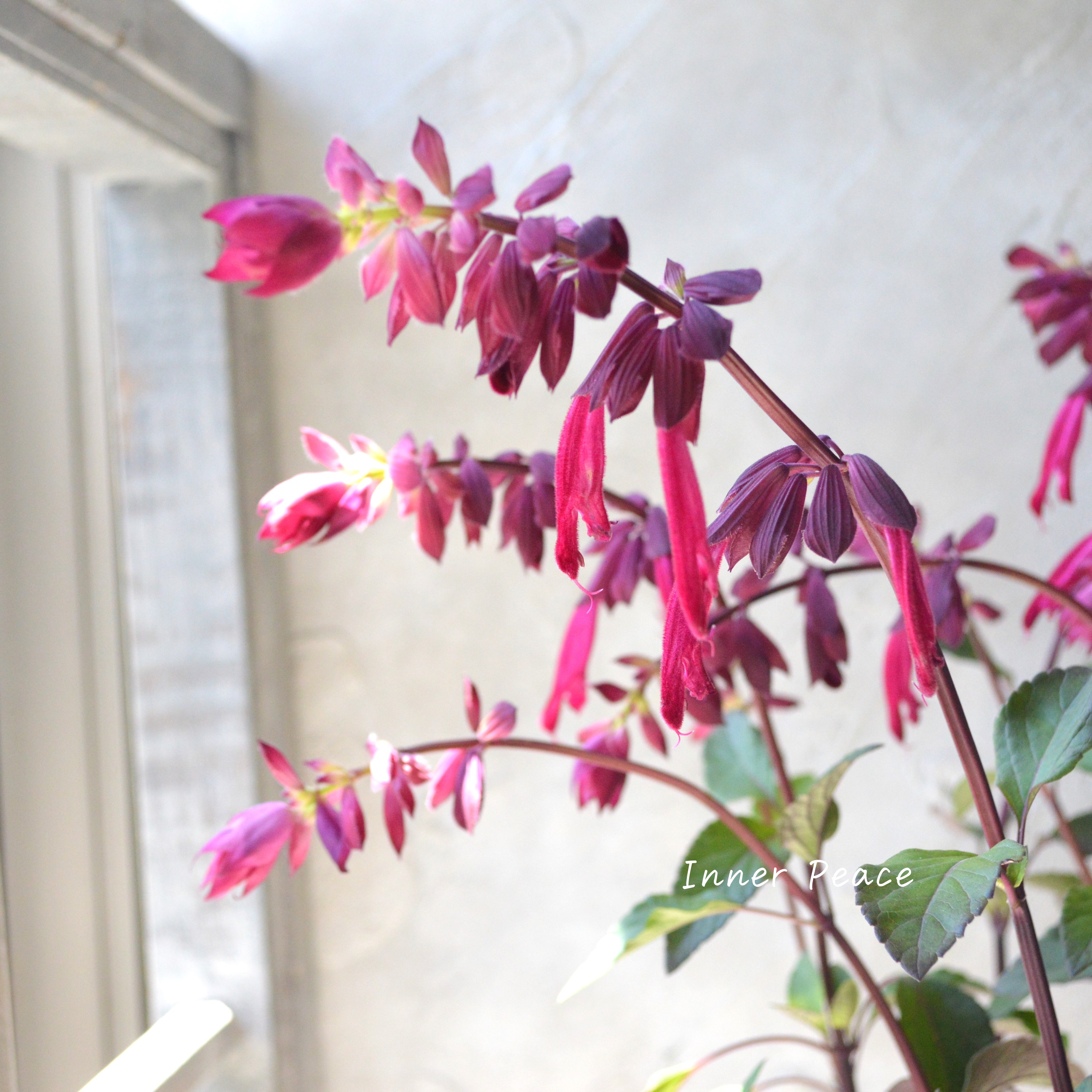 【宿根】 サルビア 『バーニングウィッシュ』 3.5寸POT