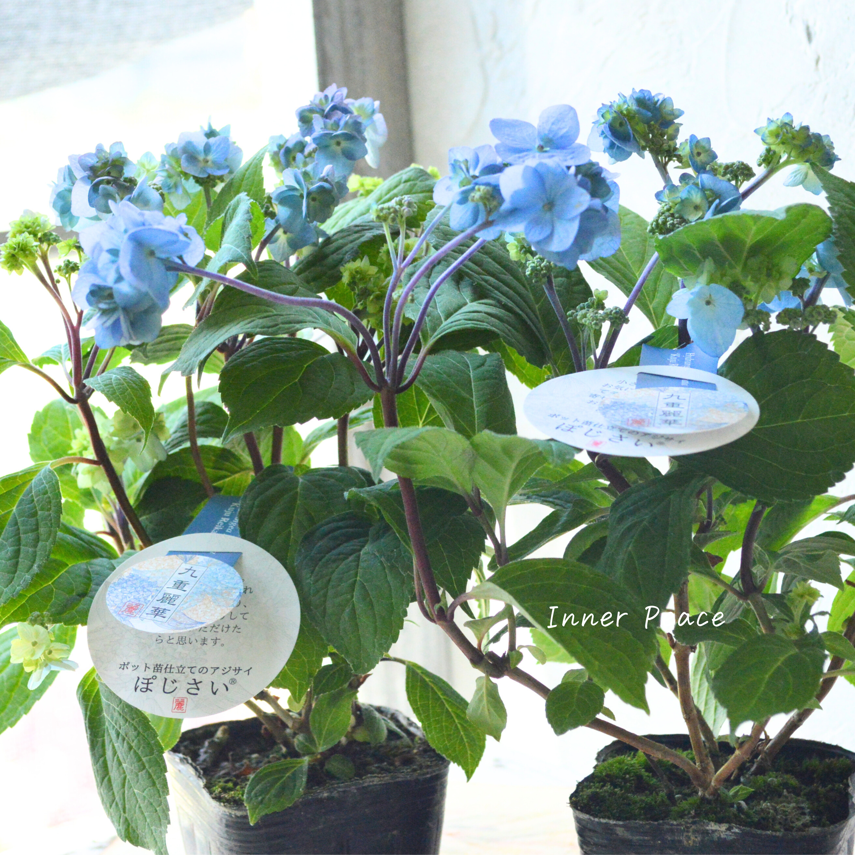 【吉岡麗子さん】 紫陽花 『九重麗華』 3号POT