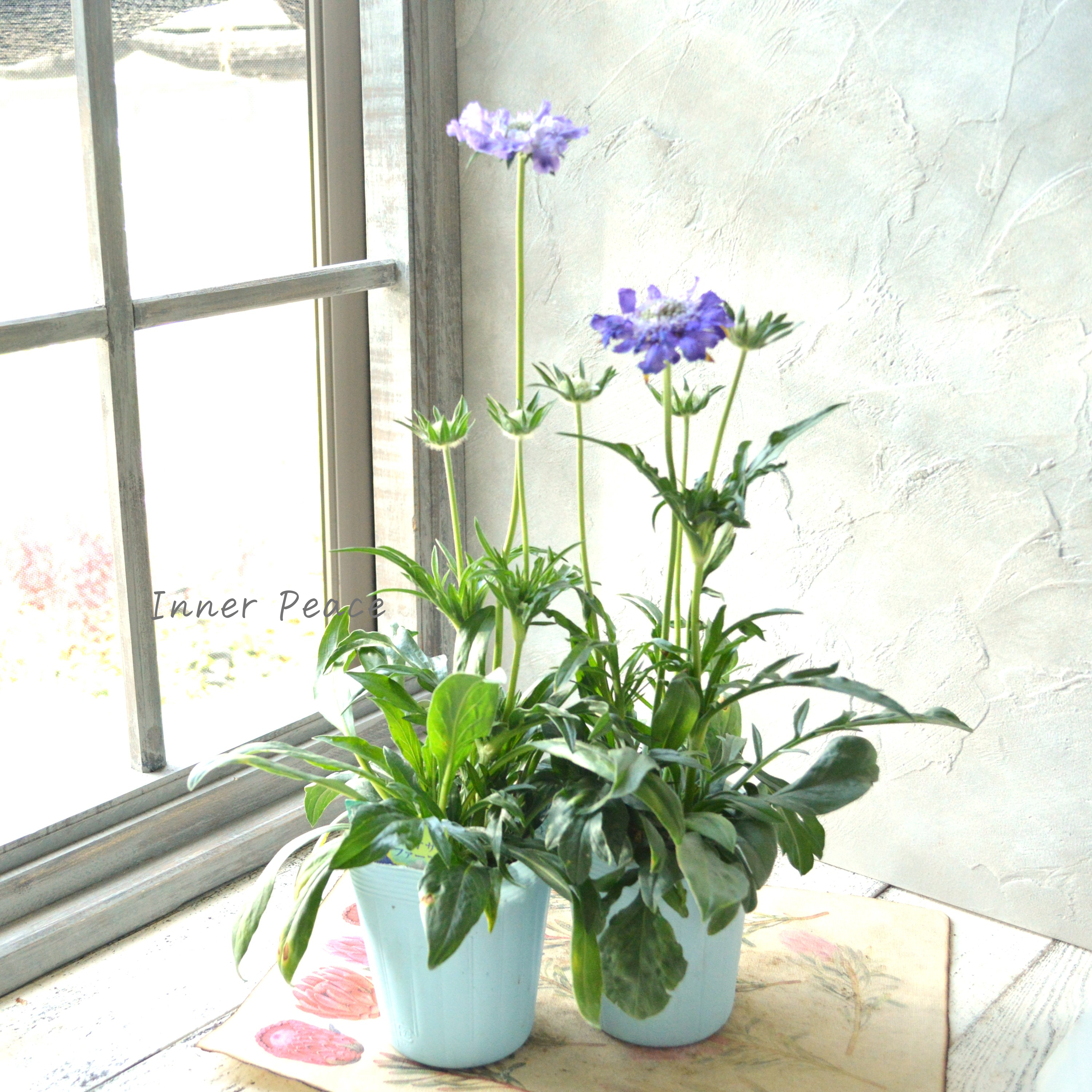 【大輪】 スカビオサ 『ファーマ・ブルー』 3.5寸POT