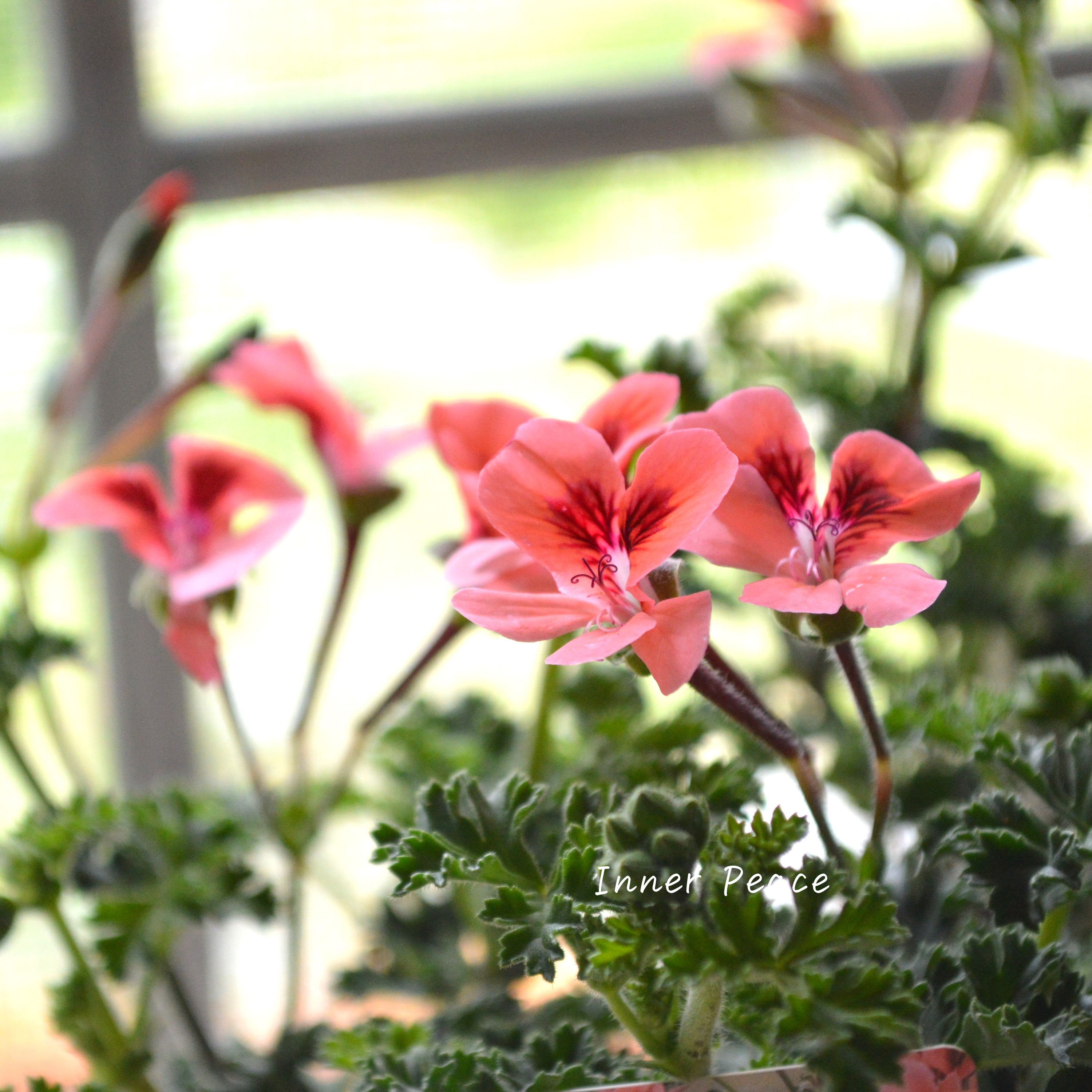 【大人かわいい】 ペラルゴニウム 『オレンジ』 3寸ロングPOT