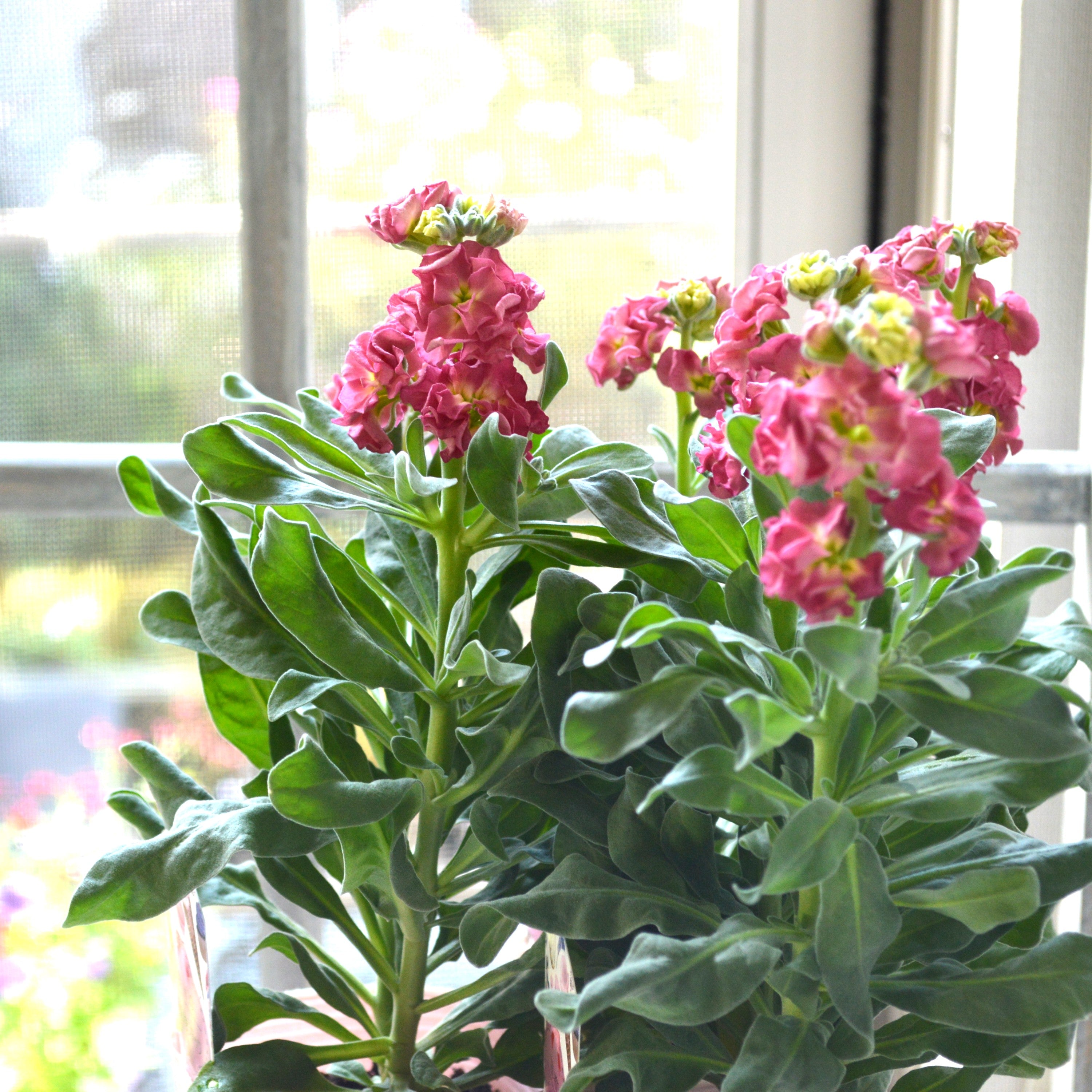 【八重咲き】 ストック・ヴィンテージ 『カッパー』 3寸ロングPOT