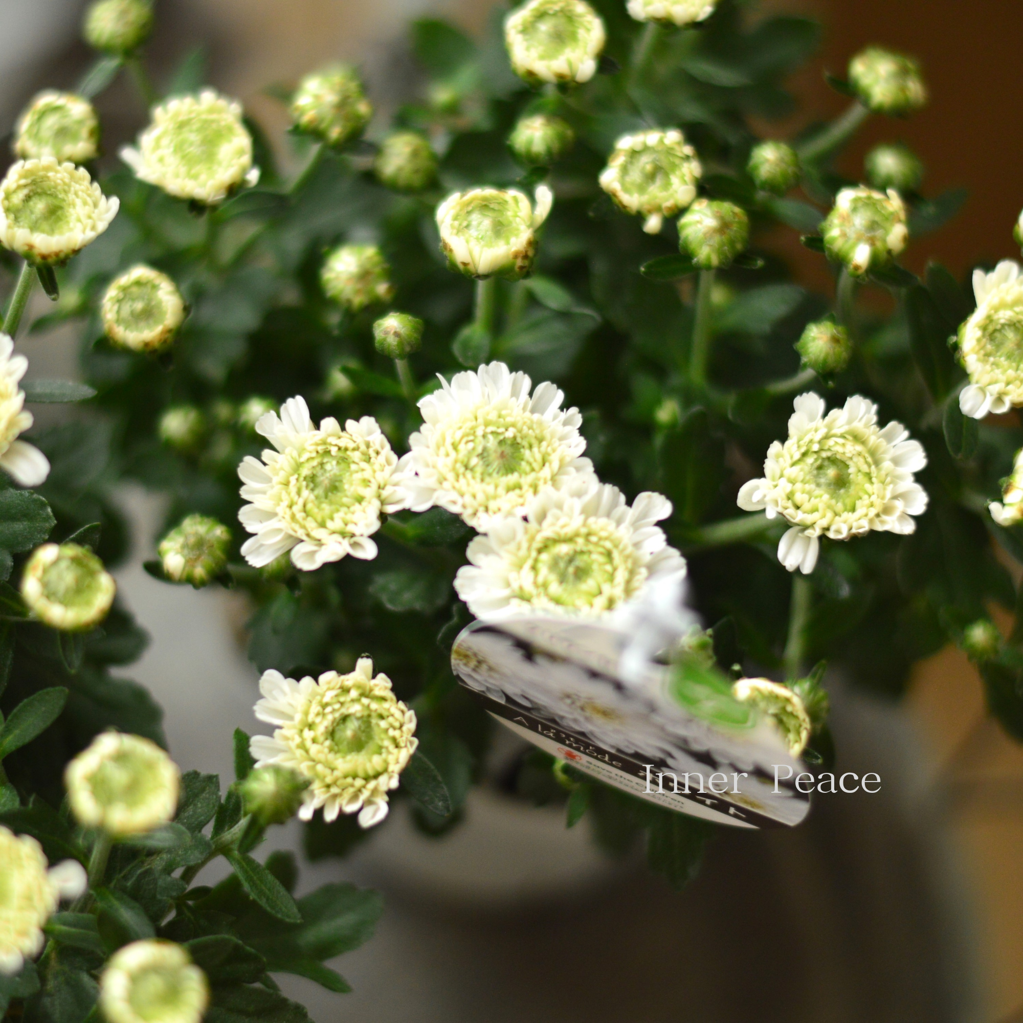 アンティーク】 クリサンセマム・アラモード 『ホワイト』 3.5号POT