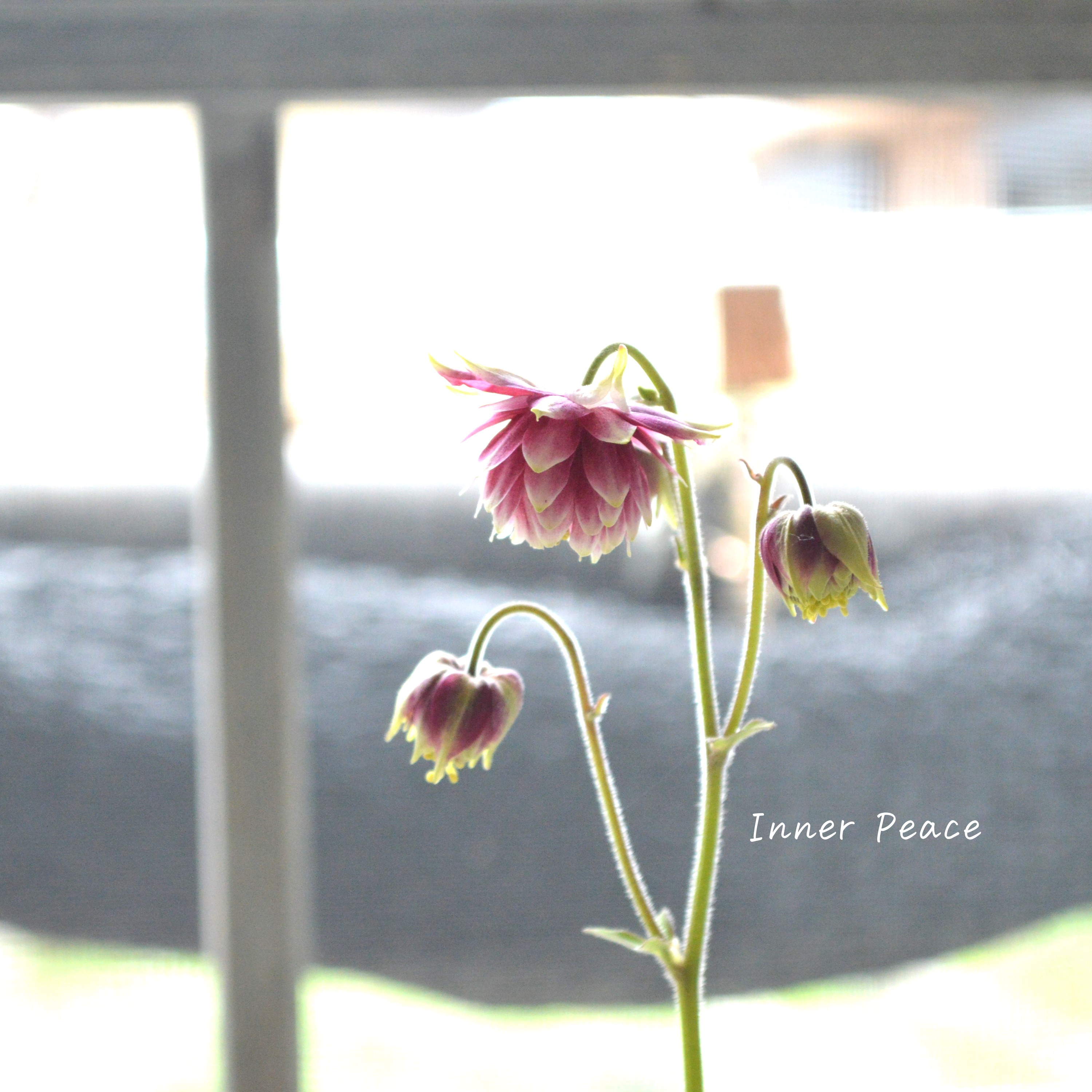 【八重咲き】 西洋オダマキ 『ノラバロー』 3.5寸POT