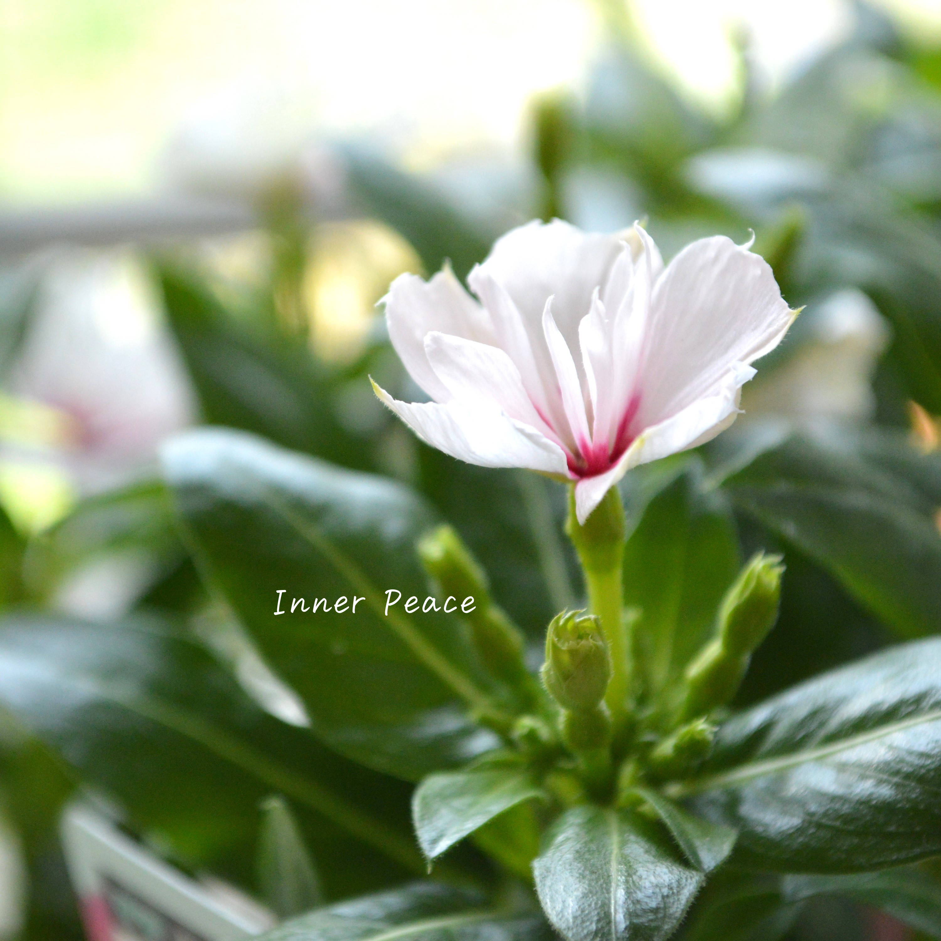 【北島園芸さん】 ニチニチソウ(八重咲き) 『ミラシリーズ・アプリコット』 3.5寸POT