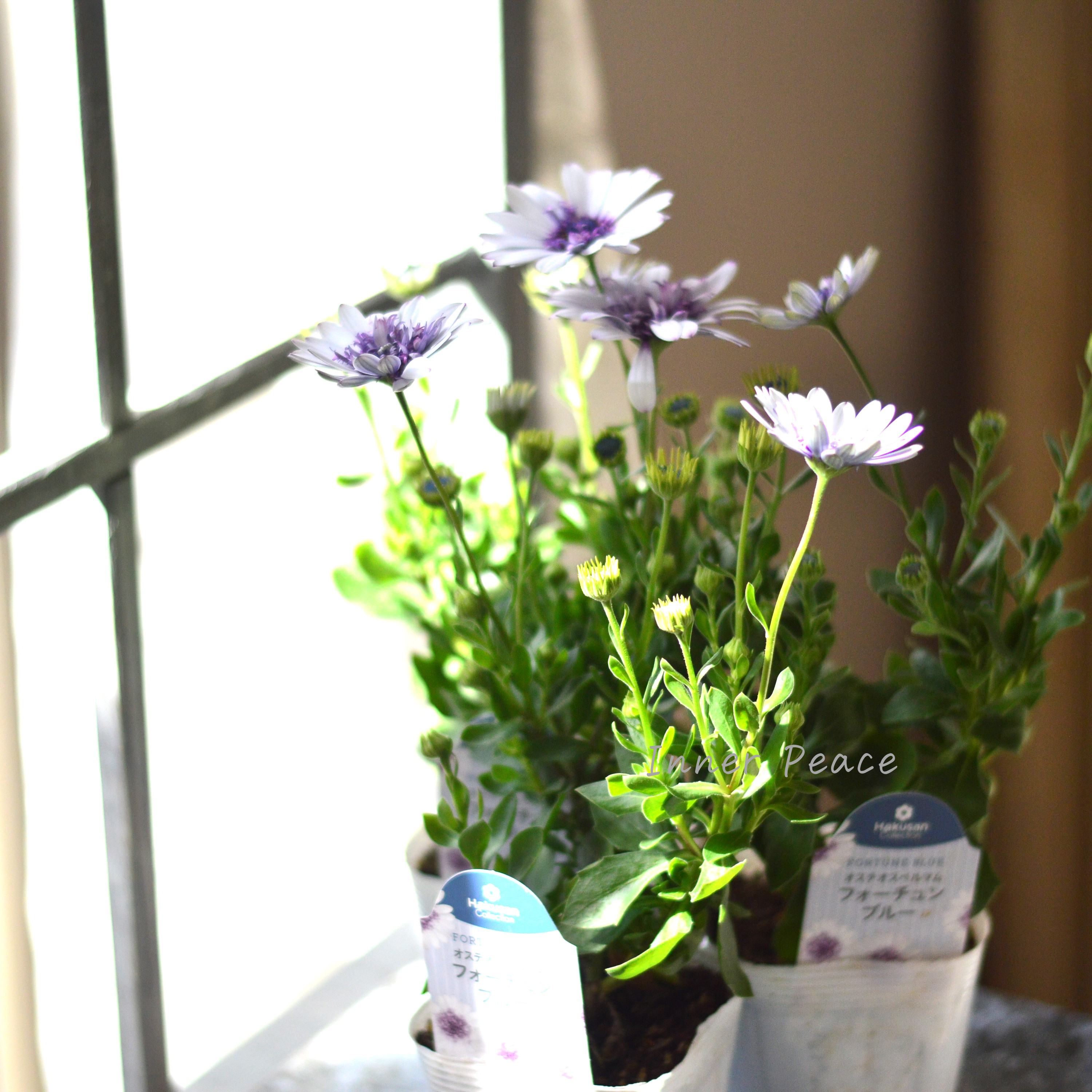 【大人かわいい】 オステオスペルマム 『フォーチュンブルー』 3.5寸POT