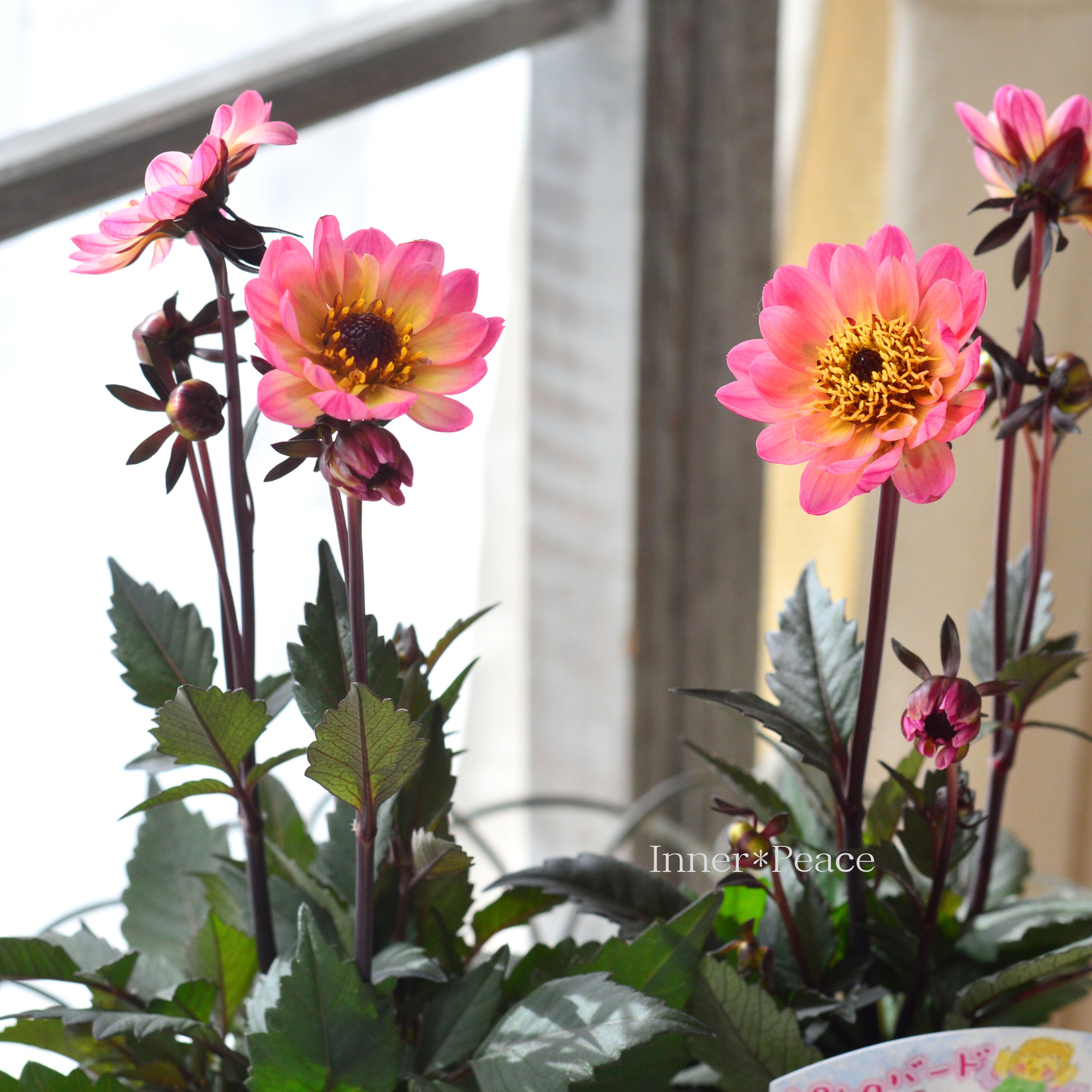 【宿根】 銅葉 ぷちダリア 『ピンクバード』 3.5寸POT