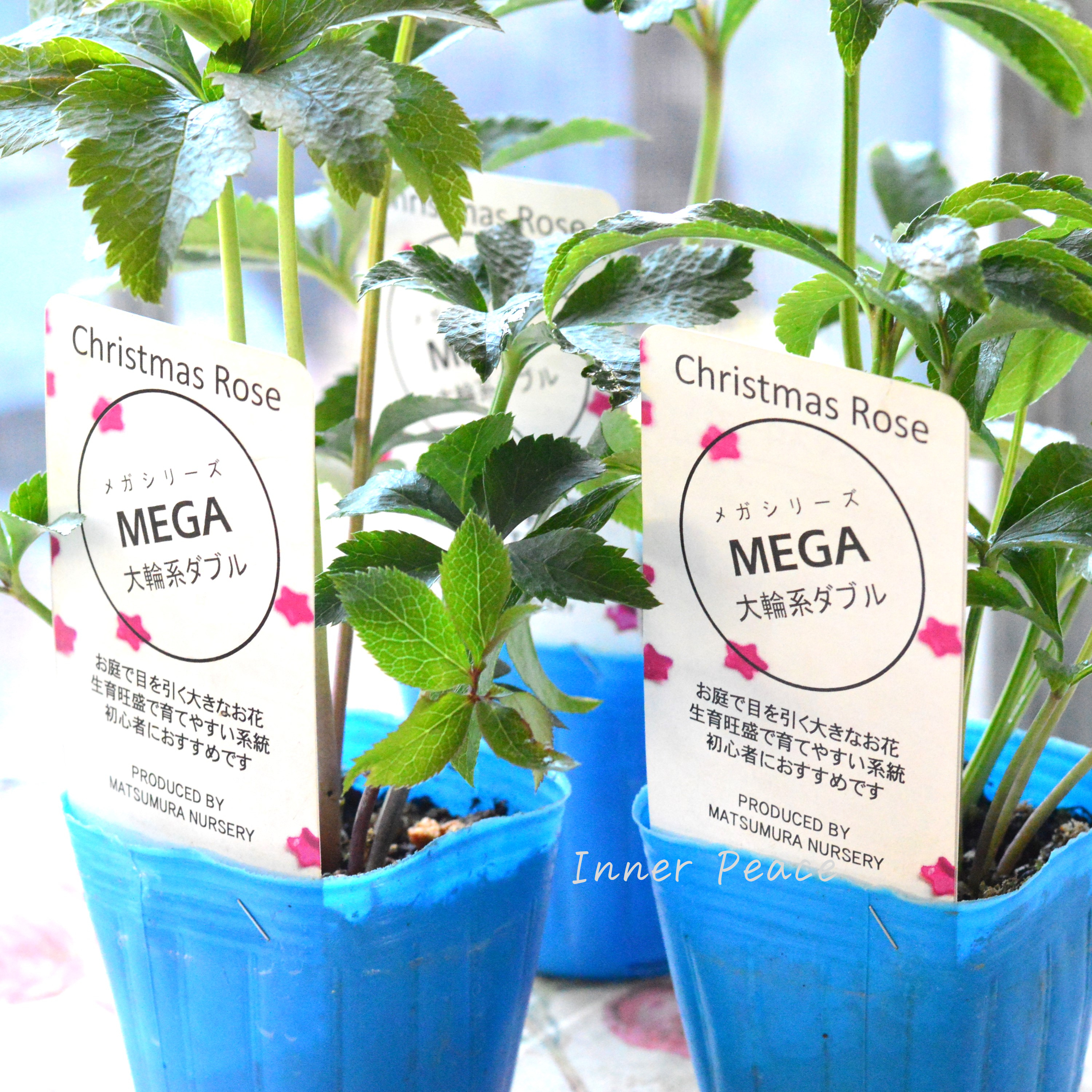 【大輪】 松村ナーセリーさんのクリスマスローズ 『メガ』 3寸POT