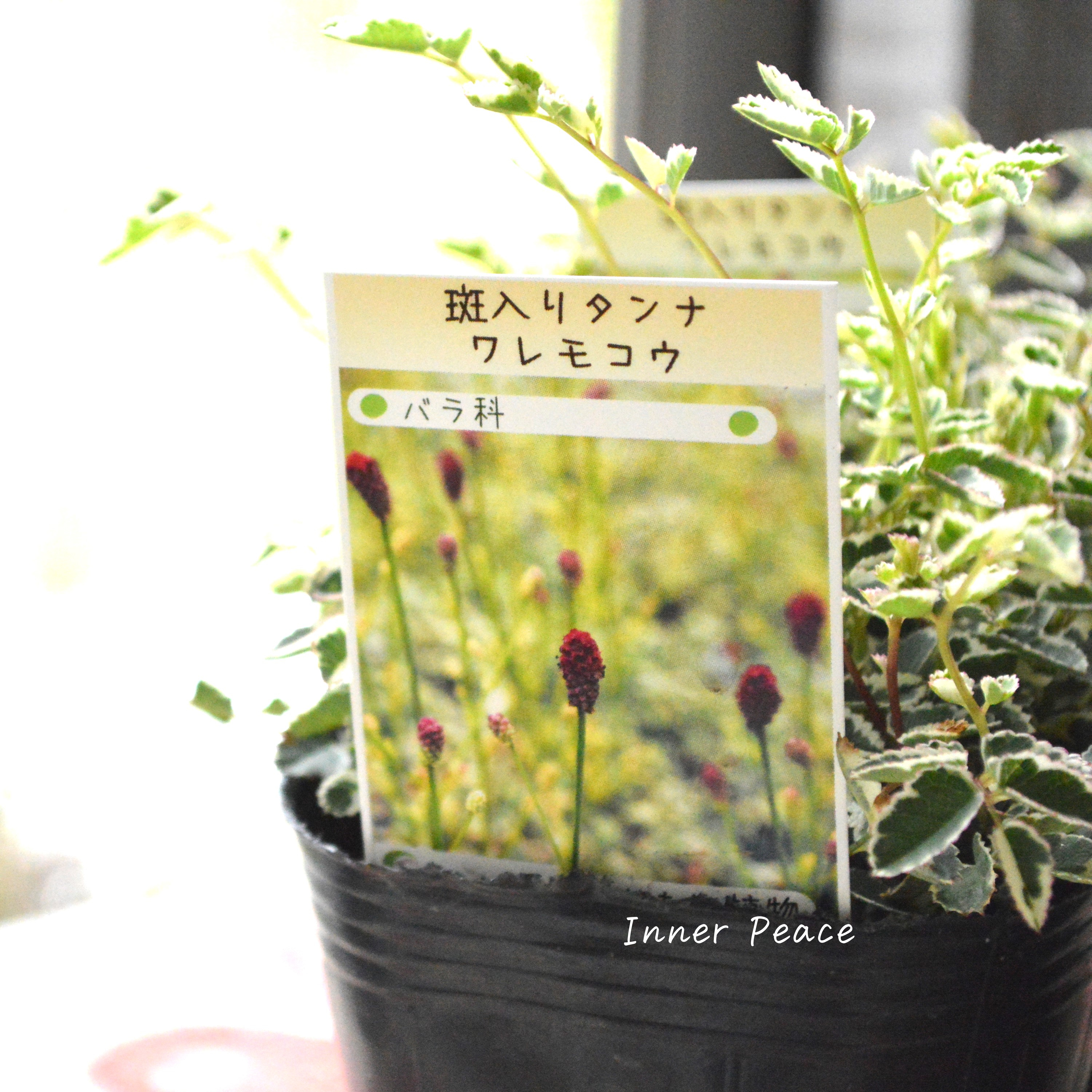 【渋カワ】 斑入りタンナワレモコウ 3寸POT