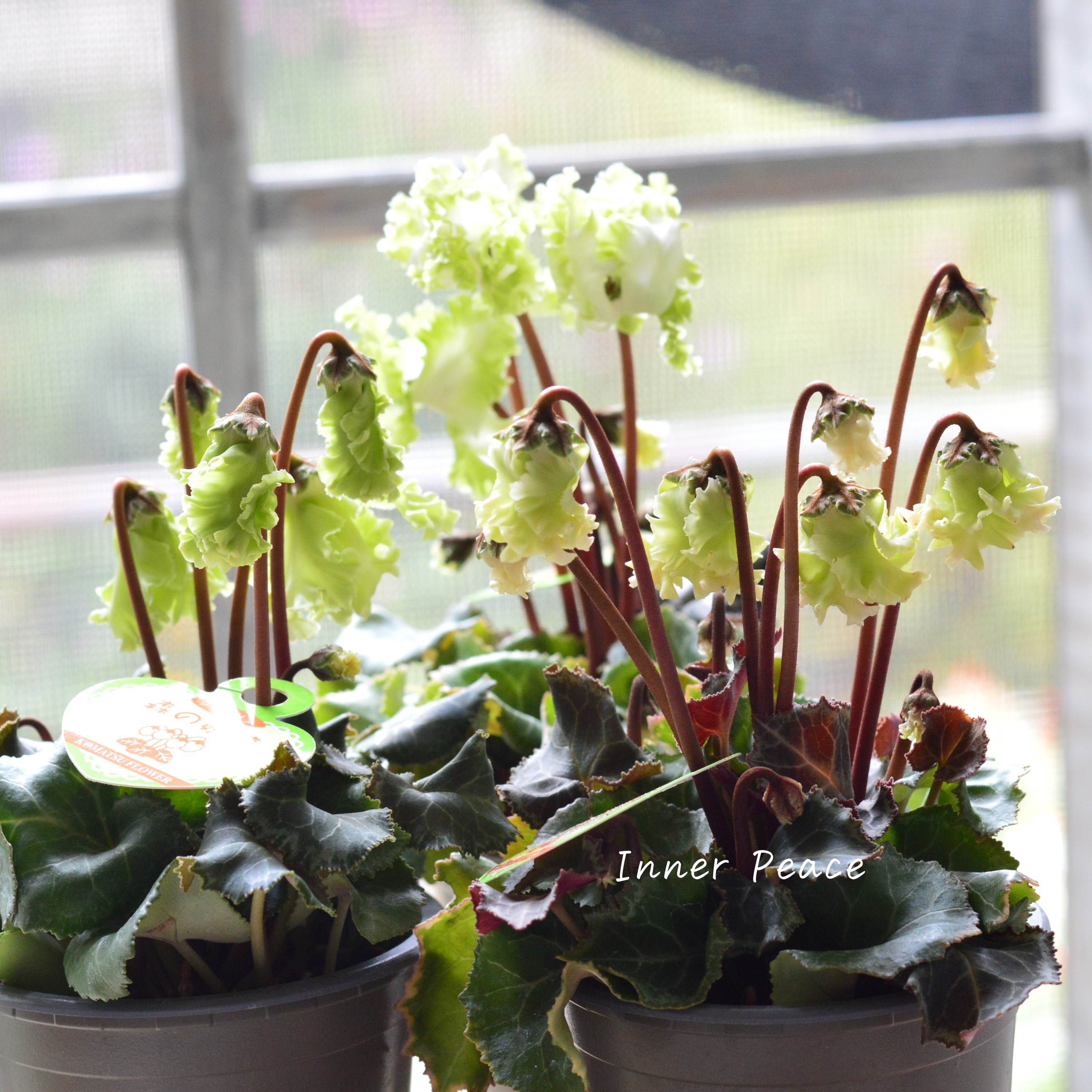 【美しい】 ガーデンシクラメン 『森の妖精』 3寸ロング硬質POT