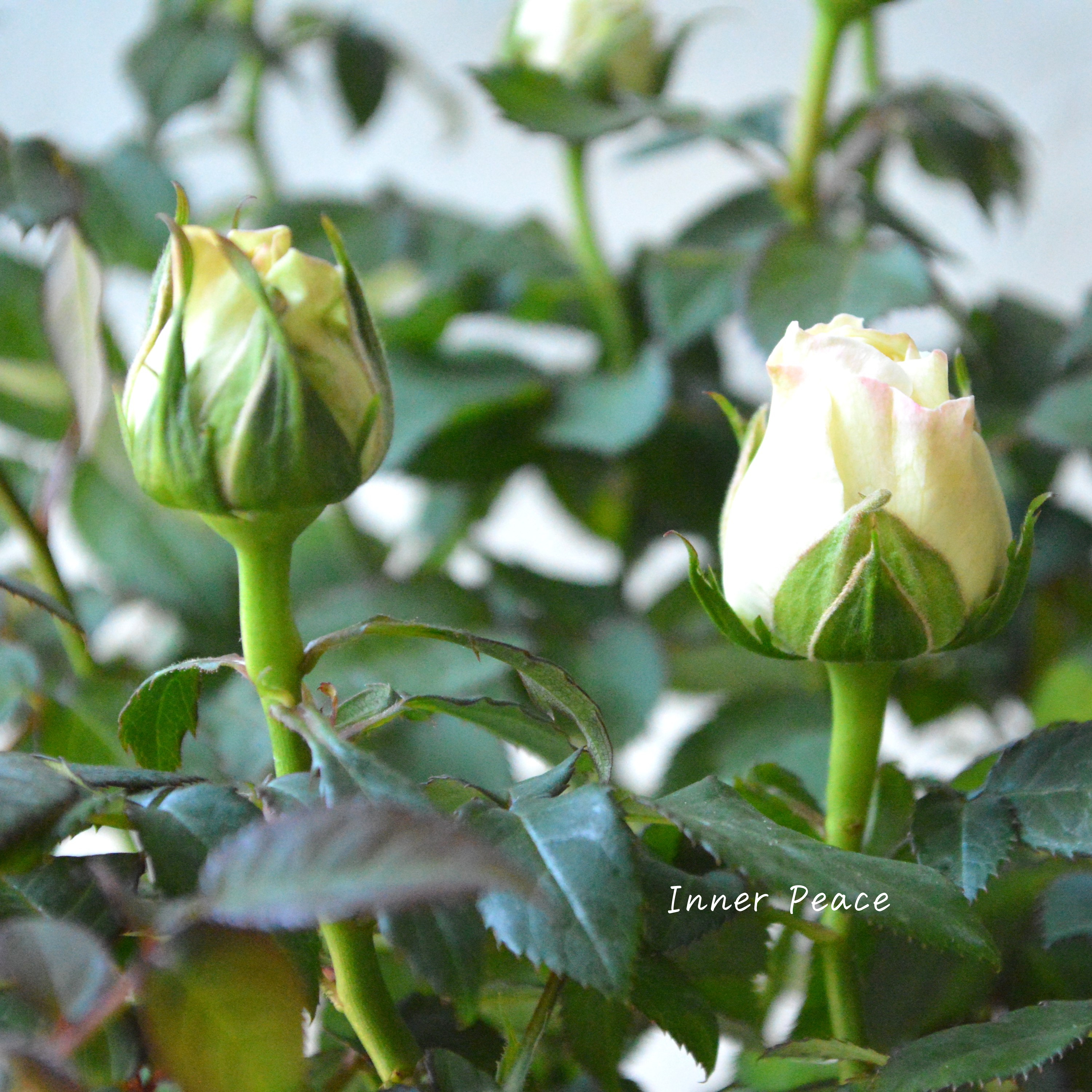 【分割できる】 ミニ薔薇 『コルダナ・パール』 3寸POT