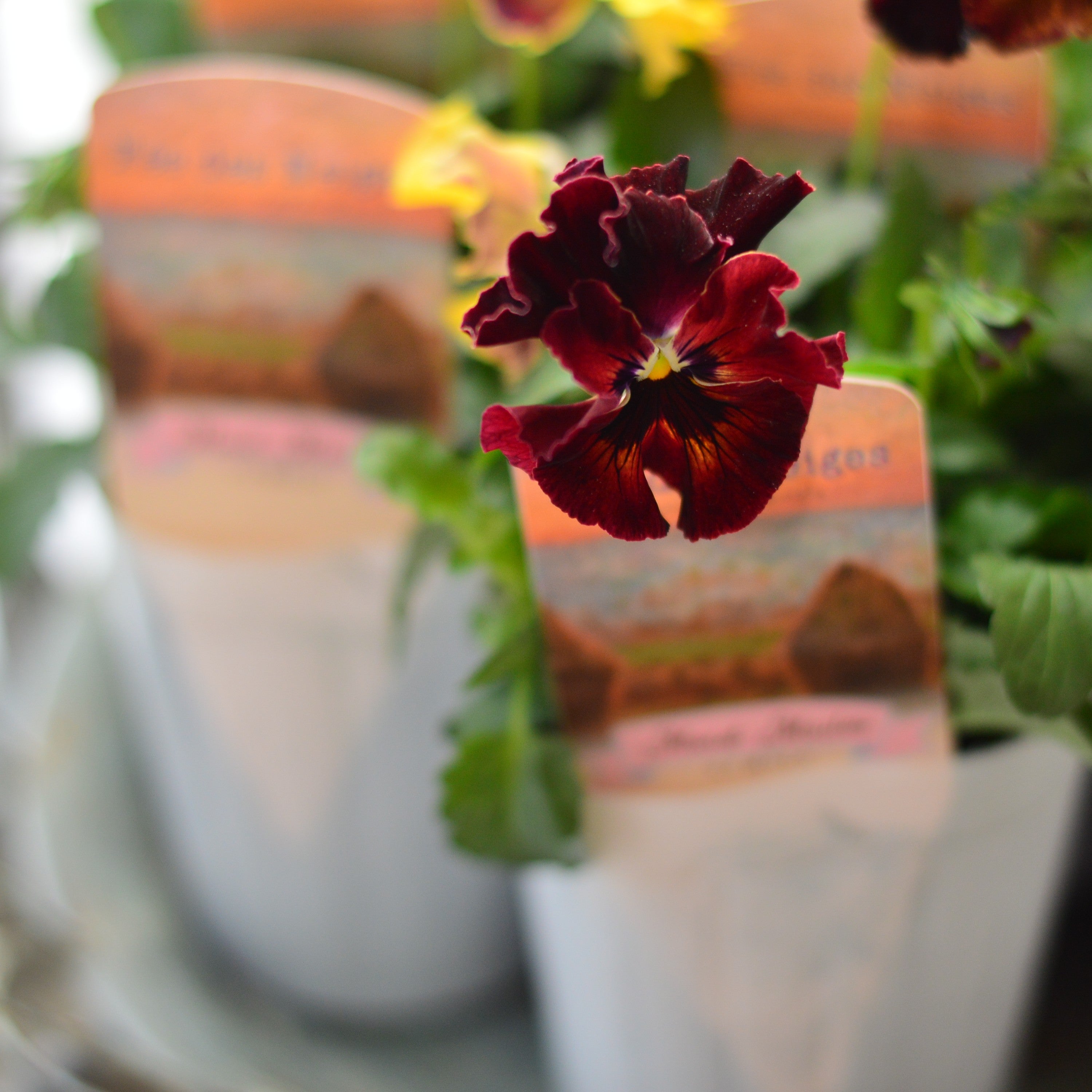 【美しい】 パンジー 『フェデネージュ・モネ 積みわら』 3.5寸POT