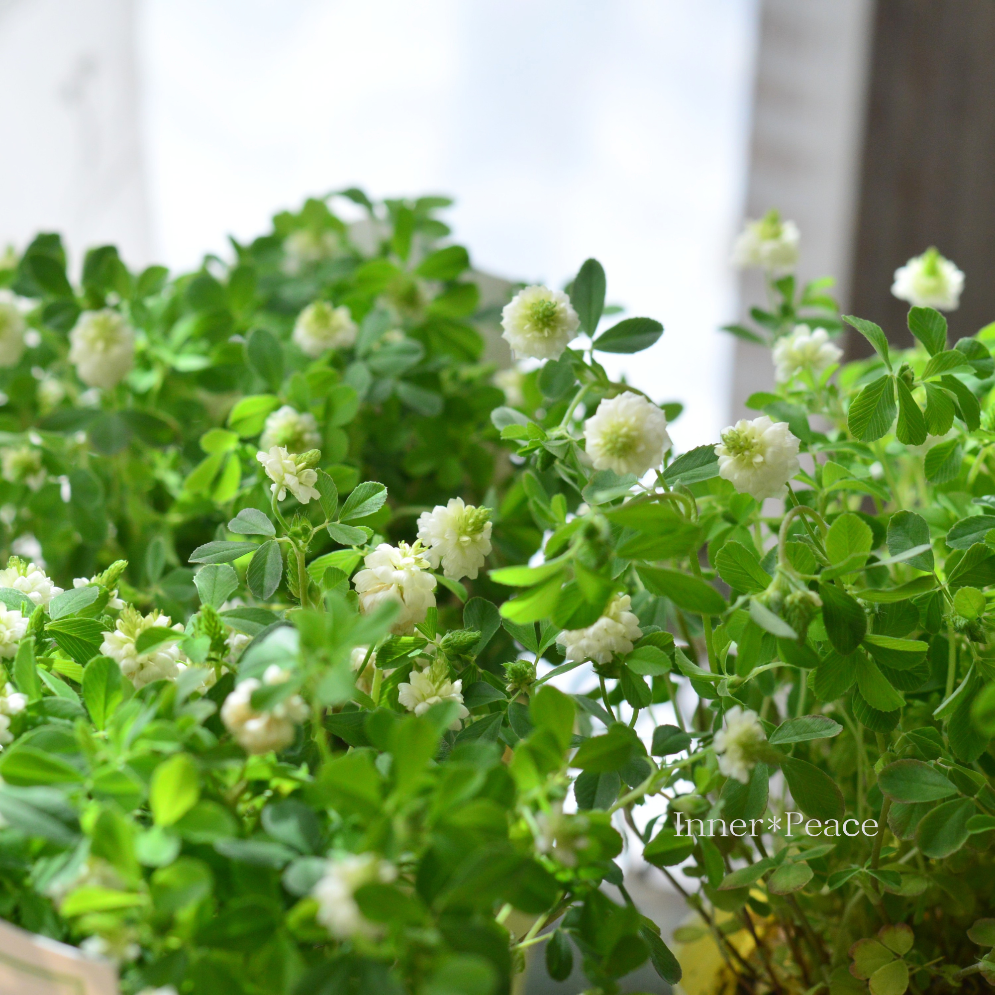 【新色】 ホワイトクローバー 『ミルクぼうろ』 3寸POT