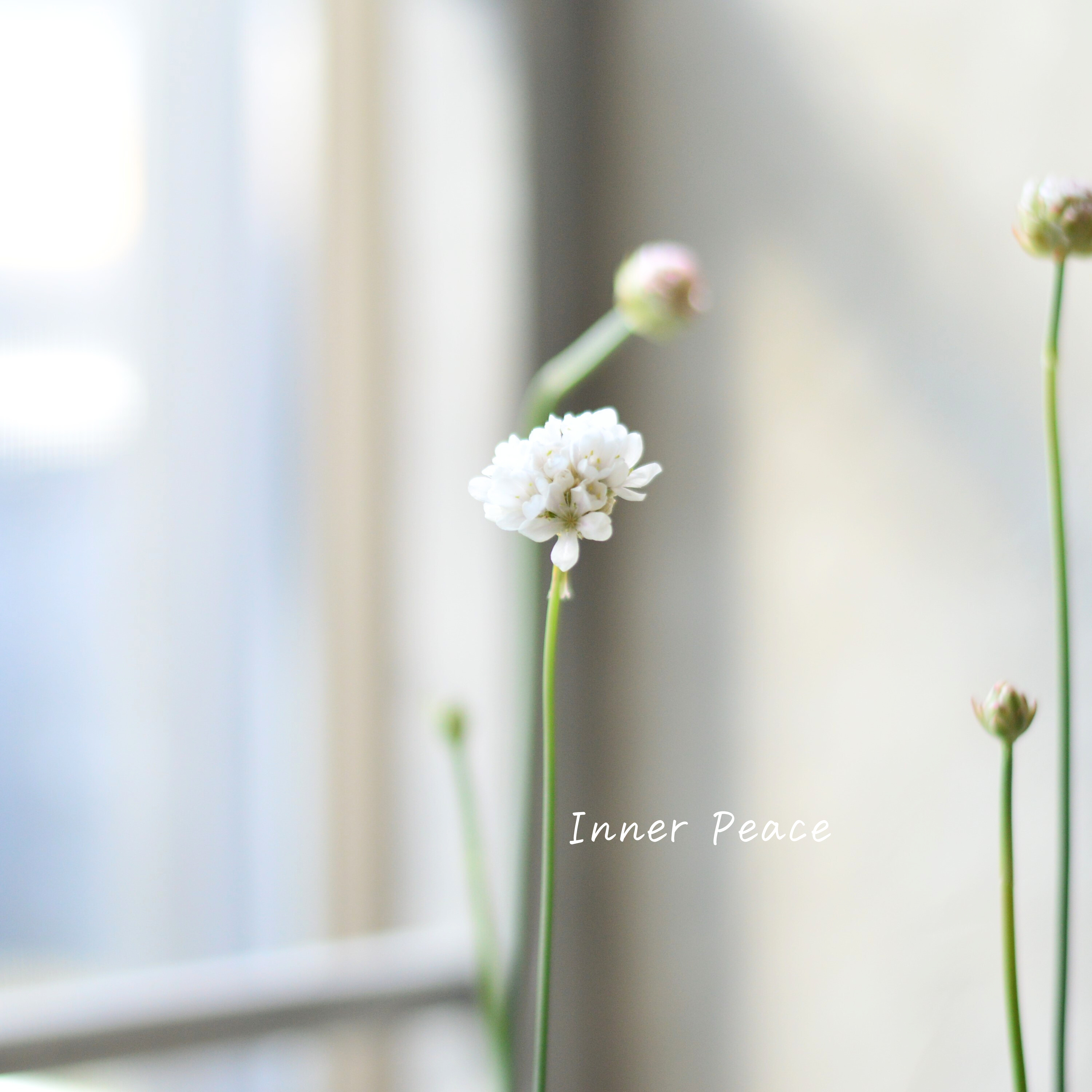 【かわいい】 アルメリア 『バレリーナ・ホワイト』 3寸ロングPOT