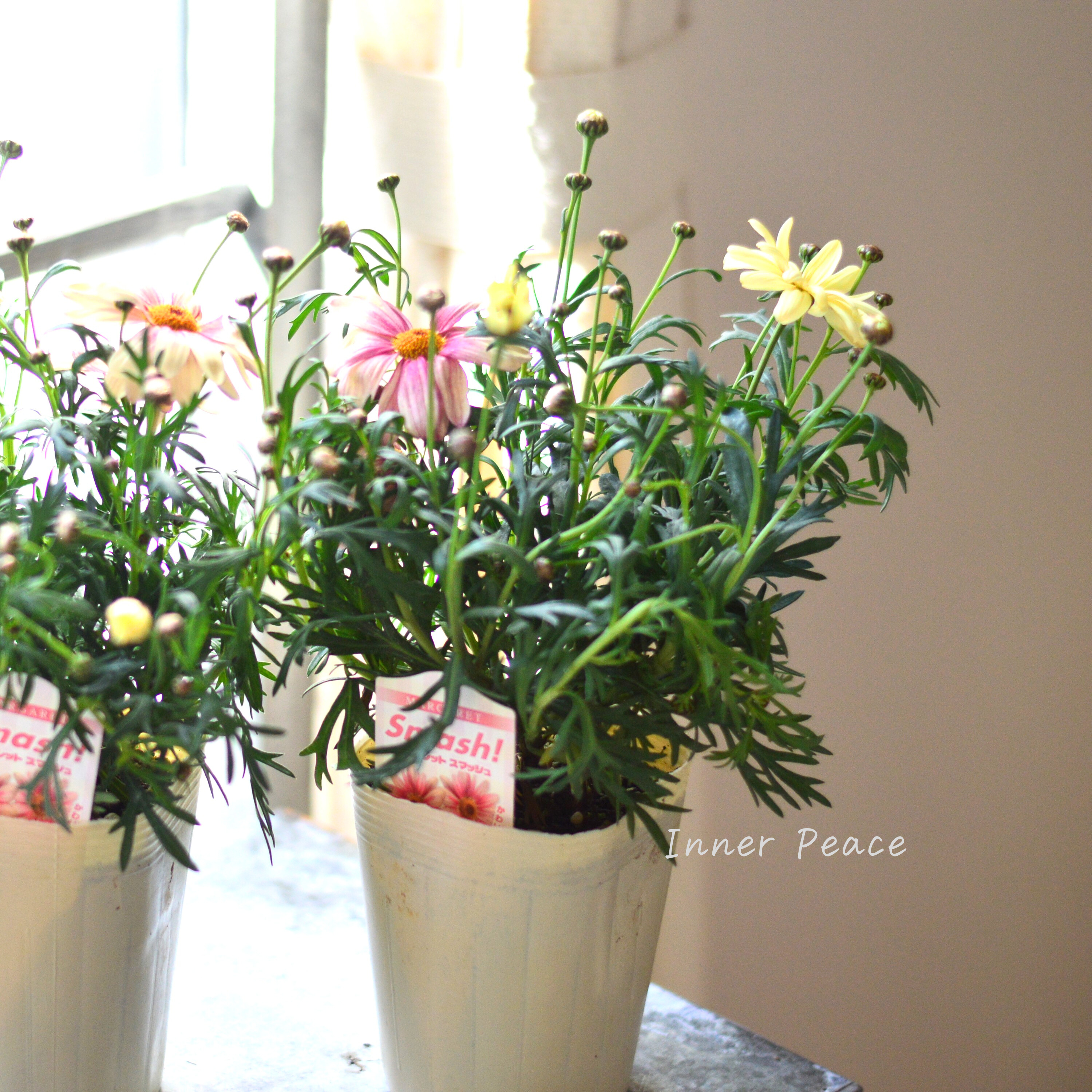 【かわいい】 マーガレット 『スマッシュ・ピーチアイ』 3.5寸POT