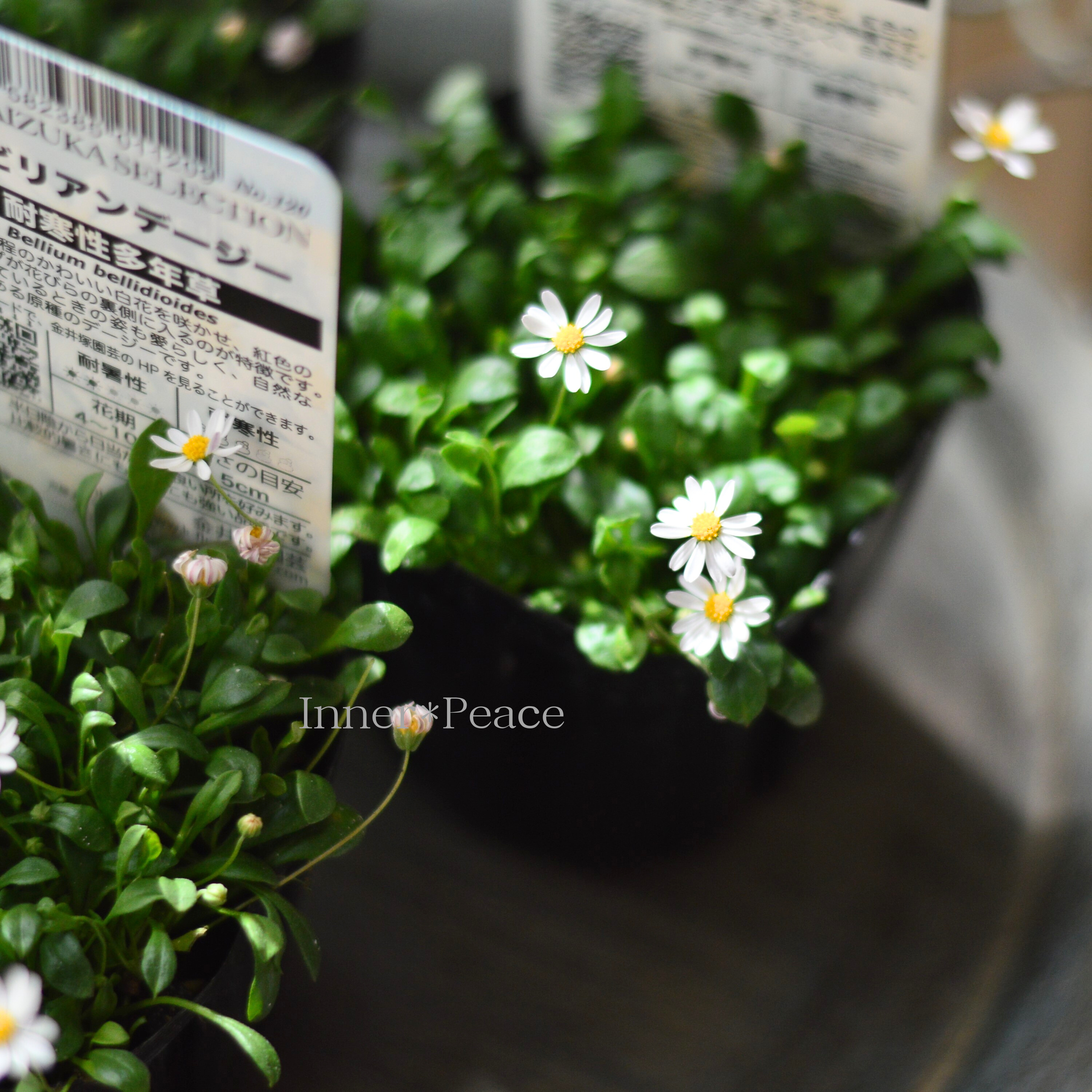 【かわいい】 ペビリアンデージー 3.5寸POT
