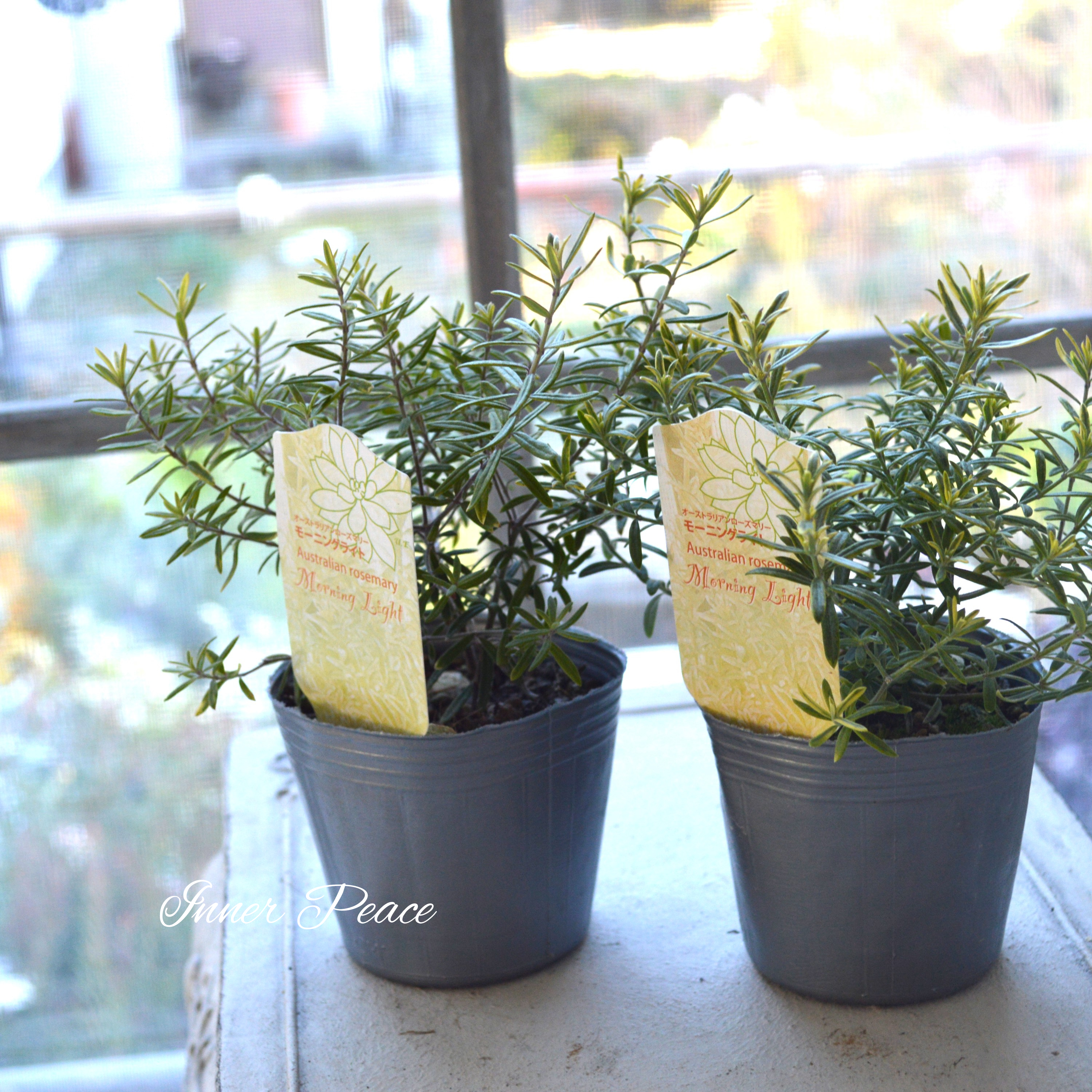 【分割できる】 ウエストリンギア 『モーニングライト』 2.5寸POT