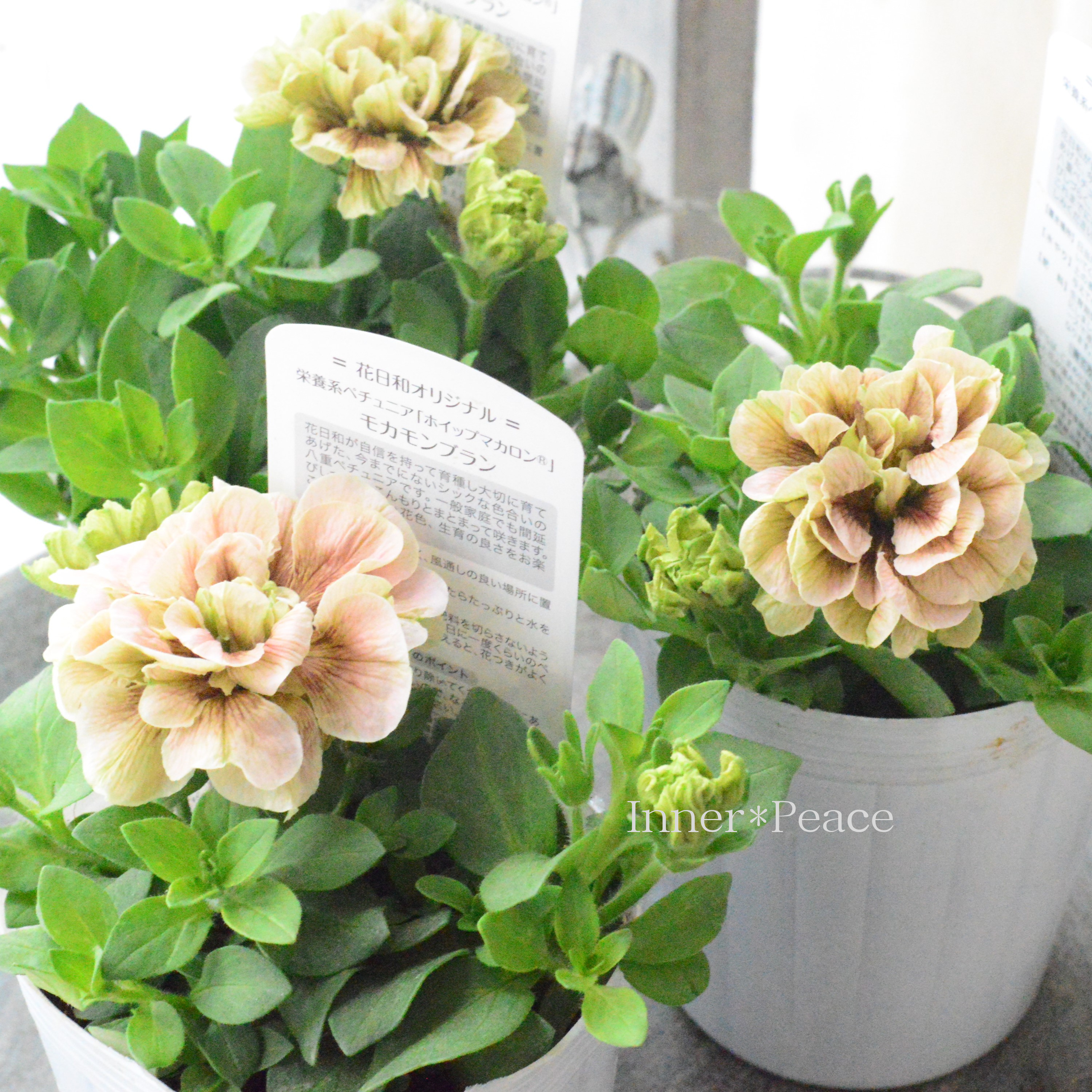 【花日和さんオリジナル】 ペチュニア 『ホイップマカロン・モカモンブラン』 3寸ロングPOT