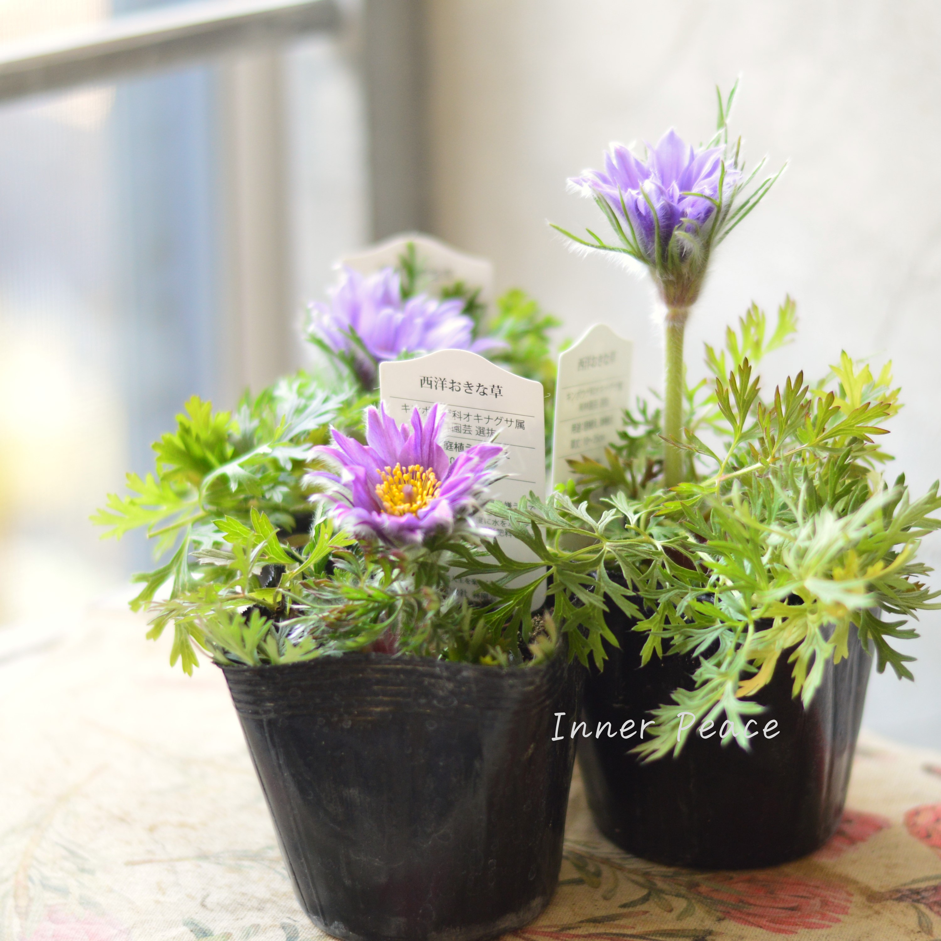 【美しい】 西洋オキナグサ 『プルサティラ ブルガリス・ライトブルー』 3.5寸POT