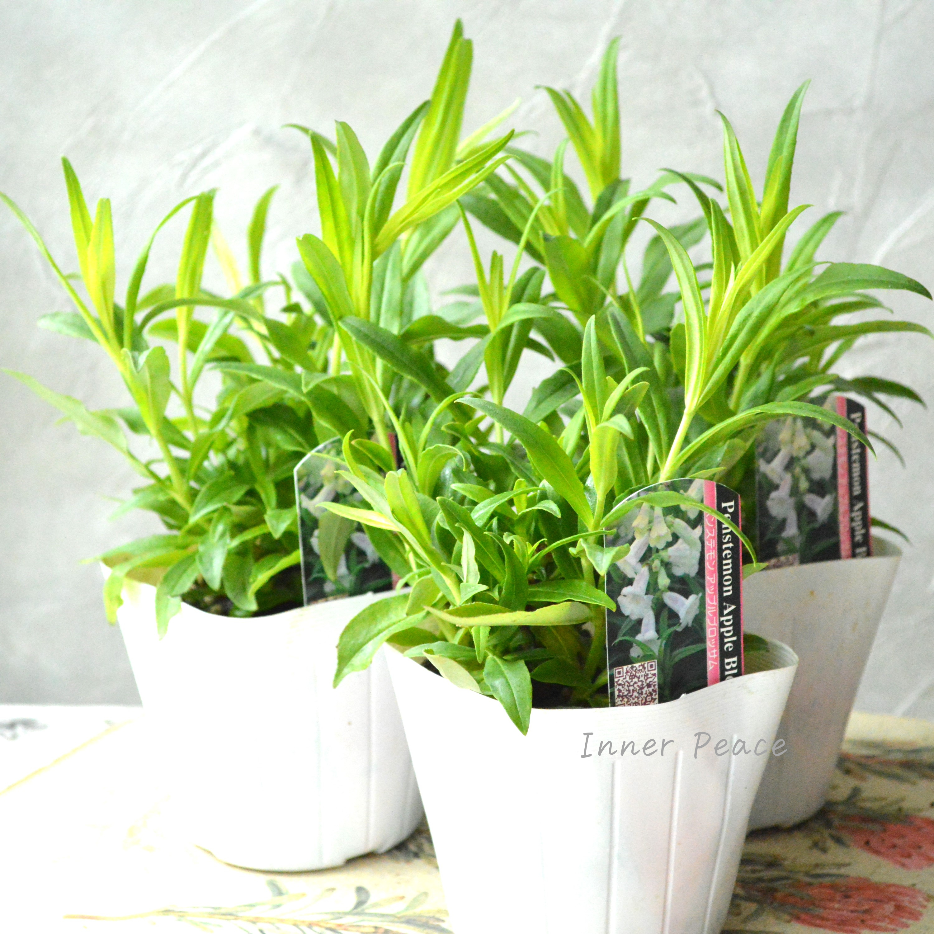 【宿根草】 ペンステモン 『アップルブロッサム』植え込み用 3.5寸POT