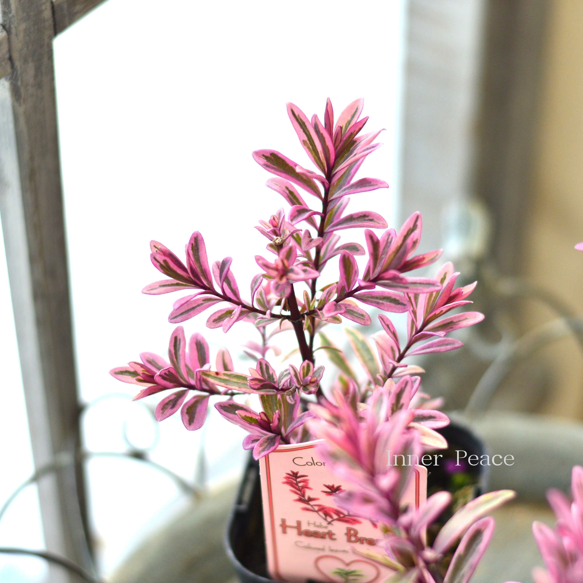 【寄せ植えに】 ヘーベ 『ハートブレイカー』 3寸POT