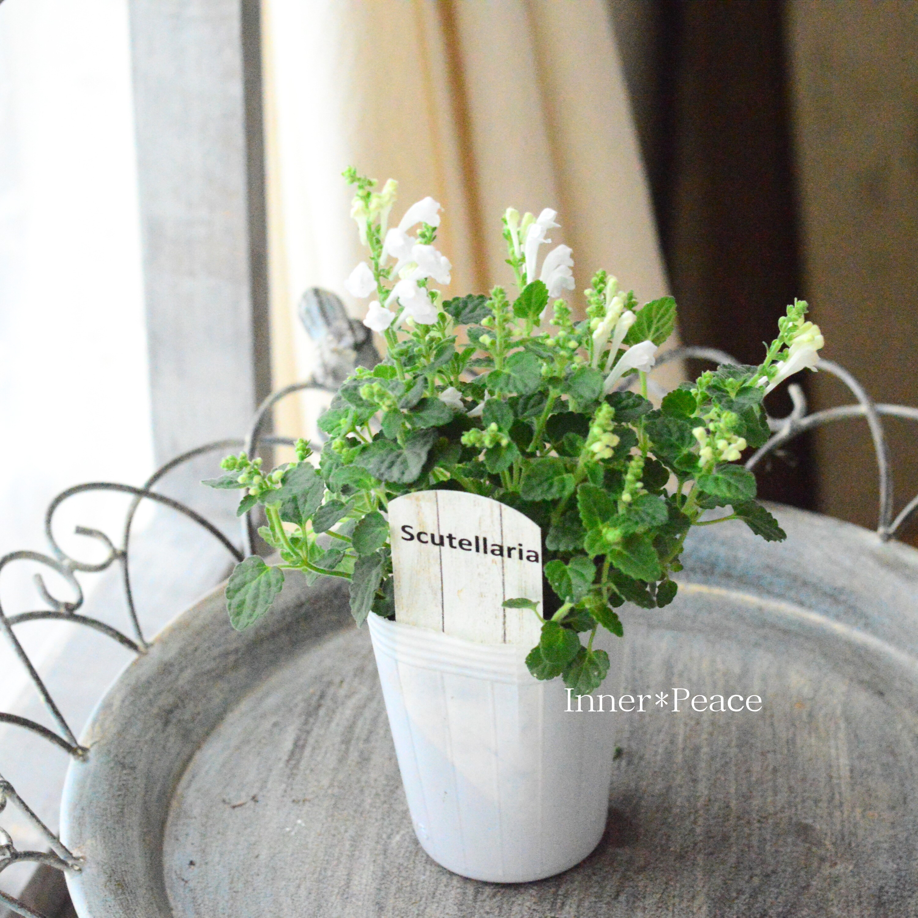 【美しい】 スクテラリア(タツナミソウ) 『ホワイト』 2.5寸POT