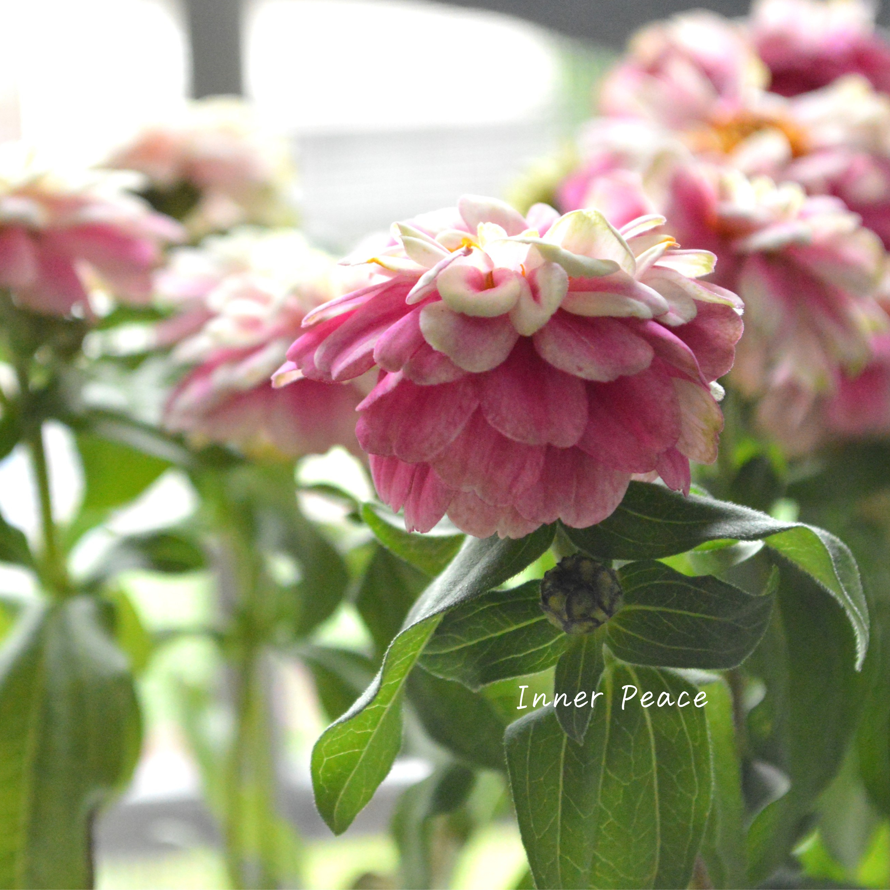 【八重咲き】 ジニア 『ダブルザハラ・ラズベリーリップル』 3寸POT