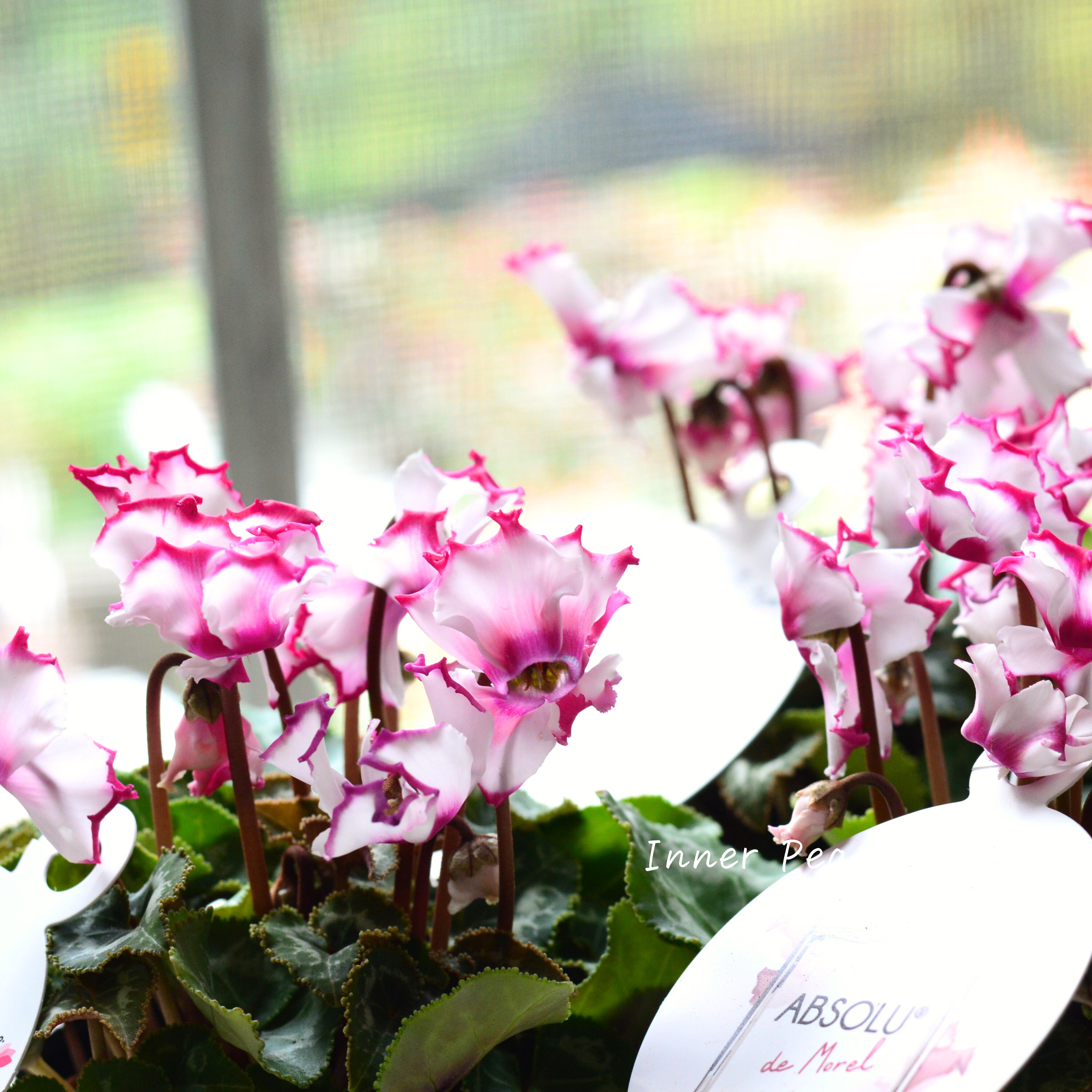 【芳香】 ガーデンシクラメン 『アブソルドゥモレル』 3寸POT