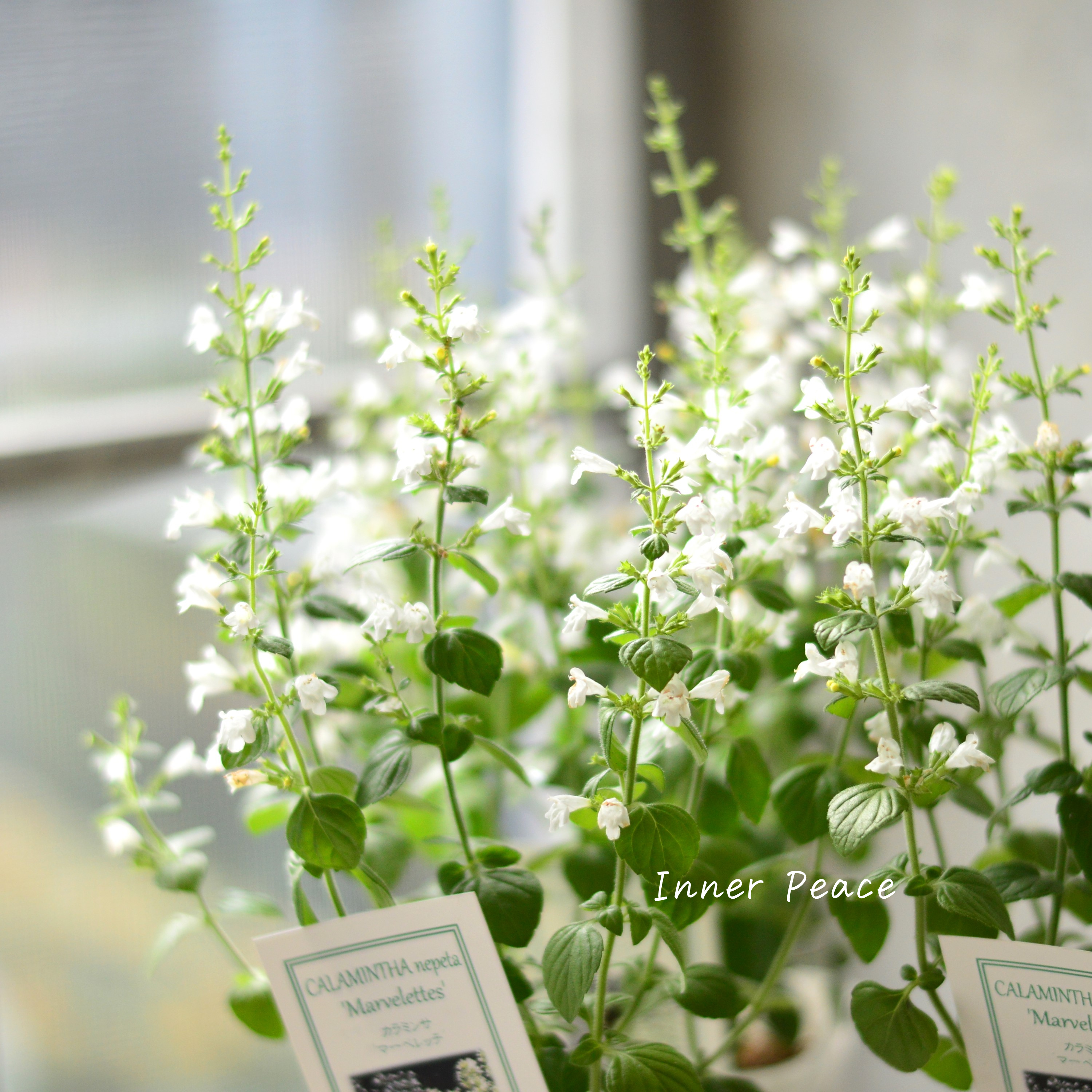 【宿根】 カラミンサ 『マーベレッテ・ホワイト』 2.5寸ロングPOT