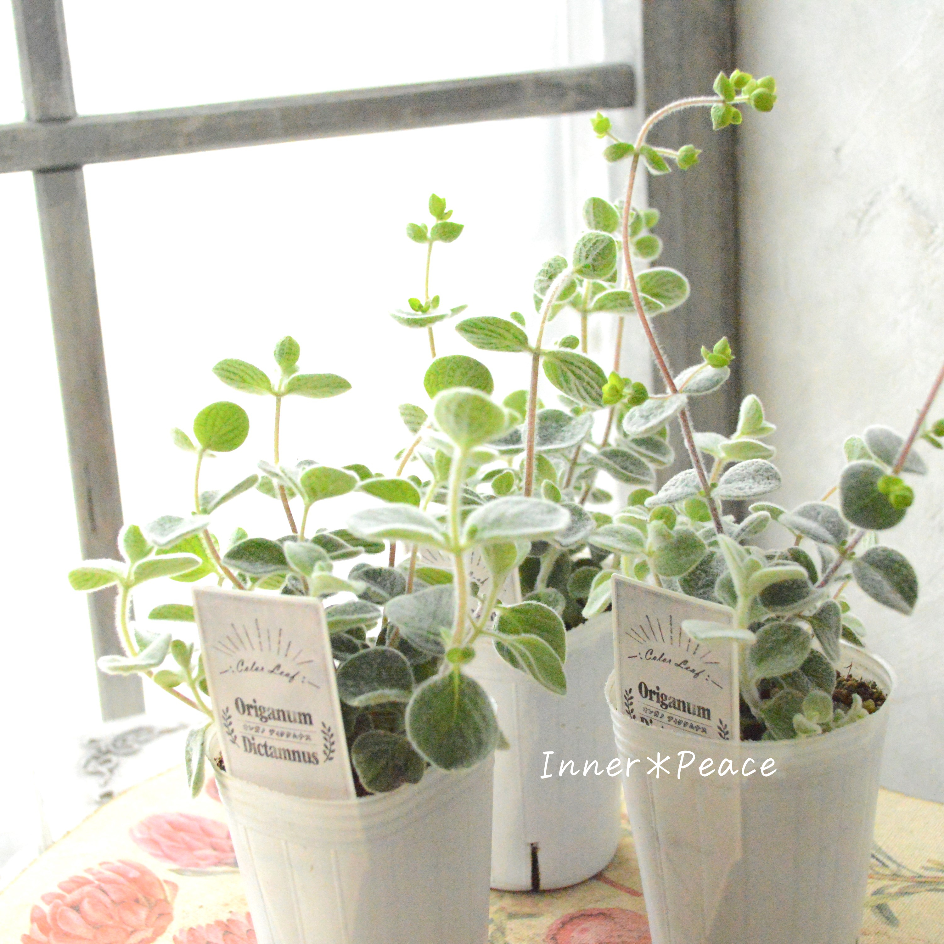 【2本植え】 オレガノ 『ディクタムナス』 2.5寸POT