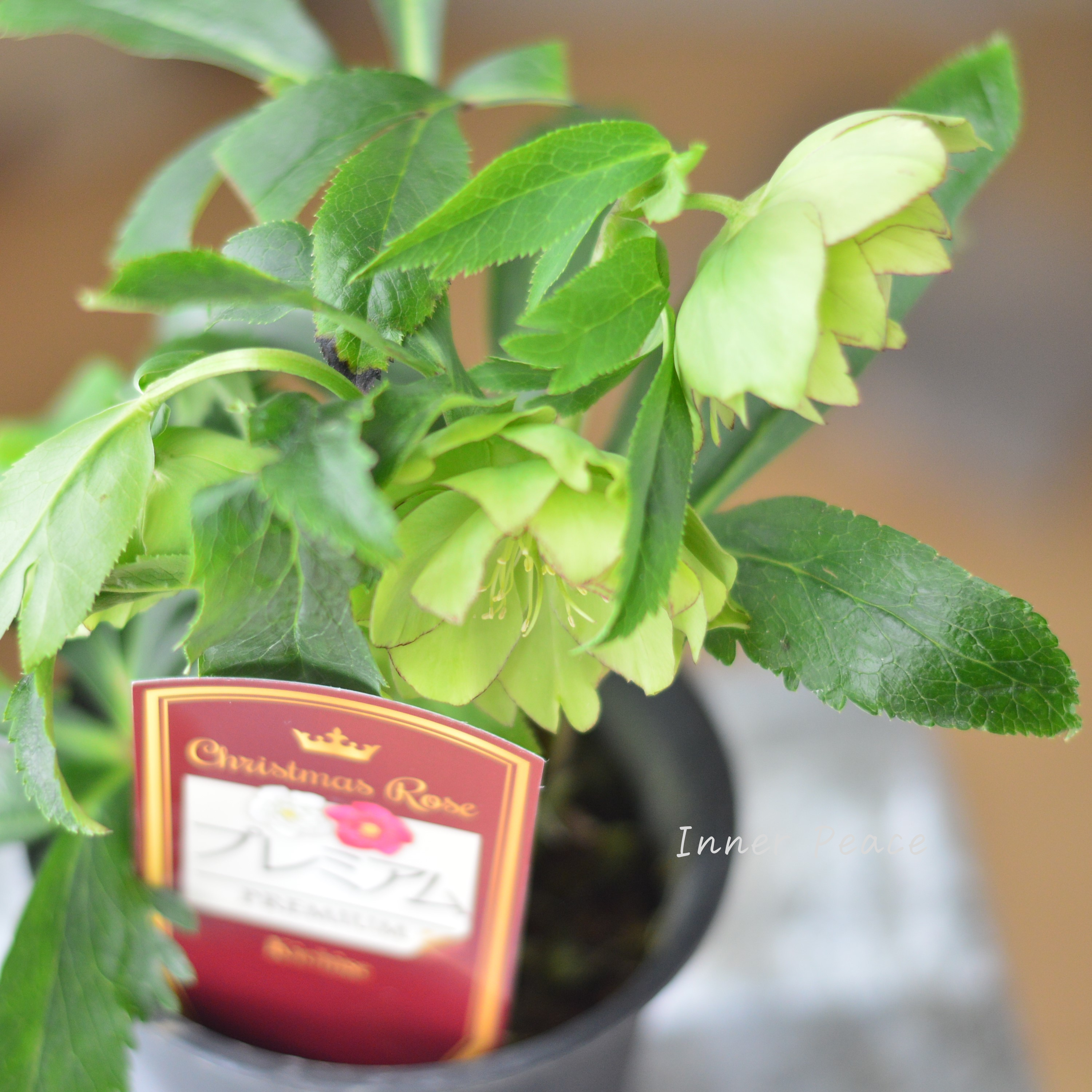 【希少】 吉瀬園芸さんのクリスマスローズ 『プレミアム・ダブル A』 4寸鉢