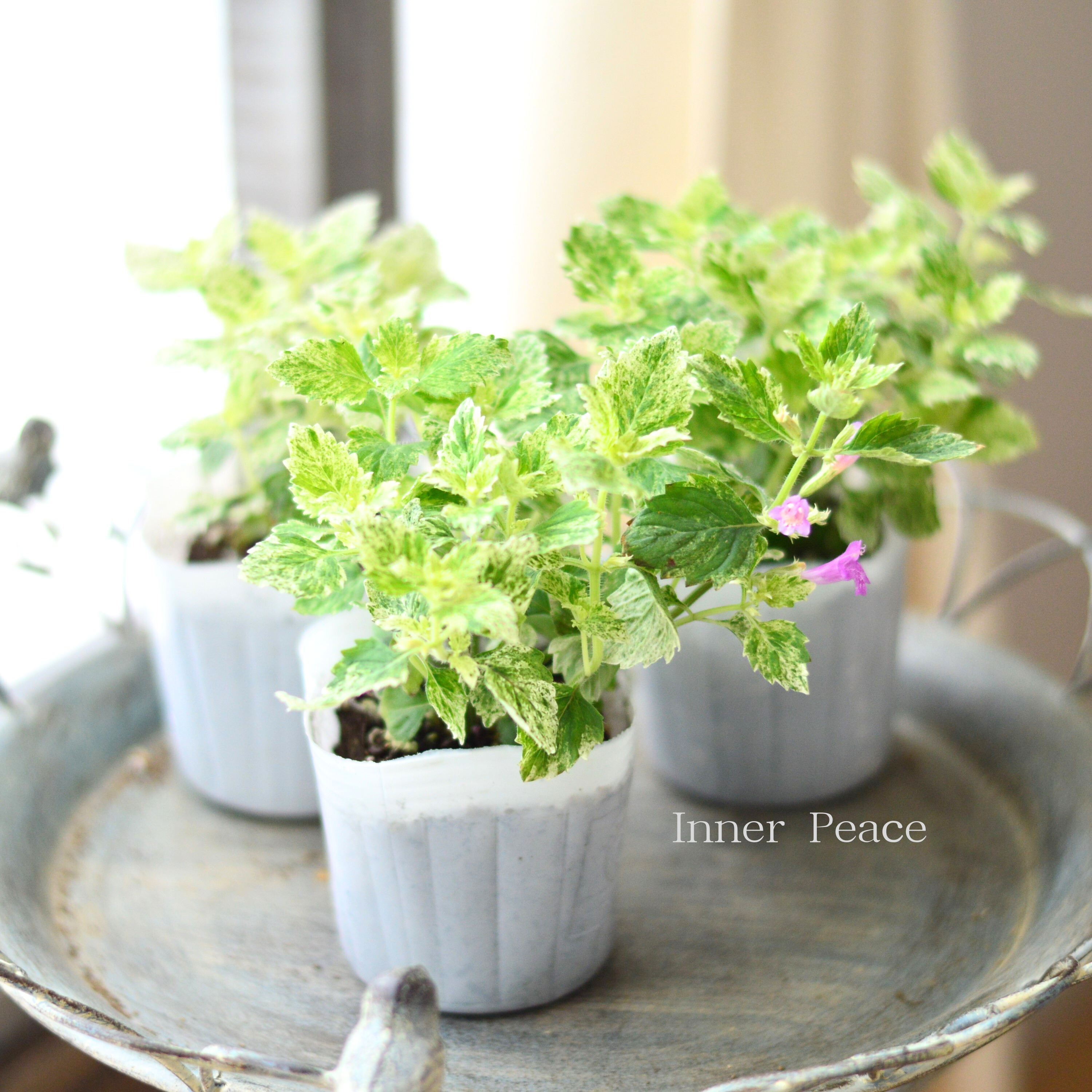 【斑入り】 カラミンサ 『グランディフローラ』 3寸POT