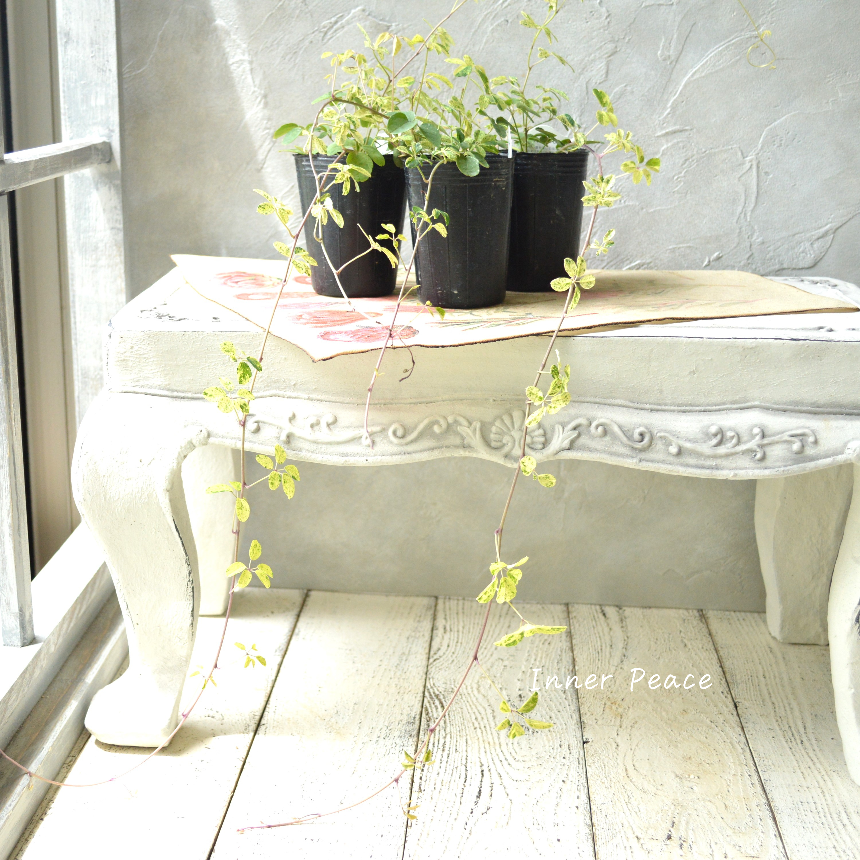 【斑入り】 五葉アケビ 2.5寸POT